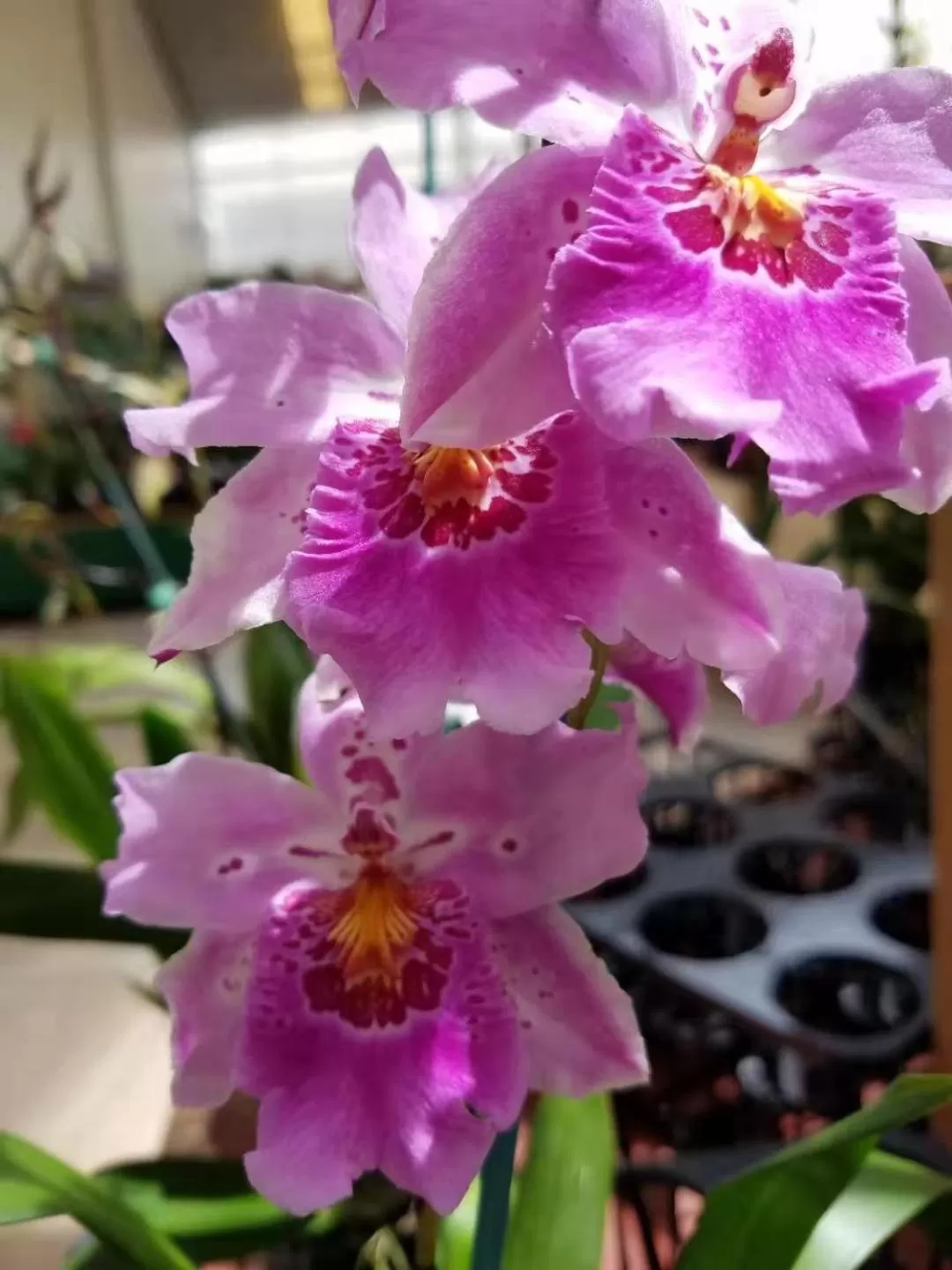 Property building in Volcano Forest Inn