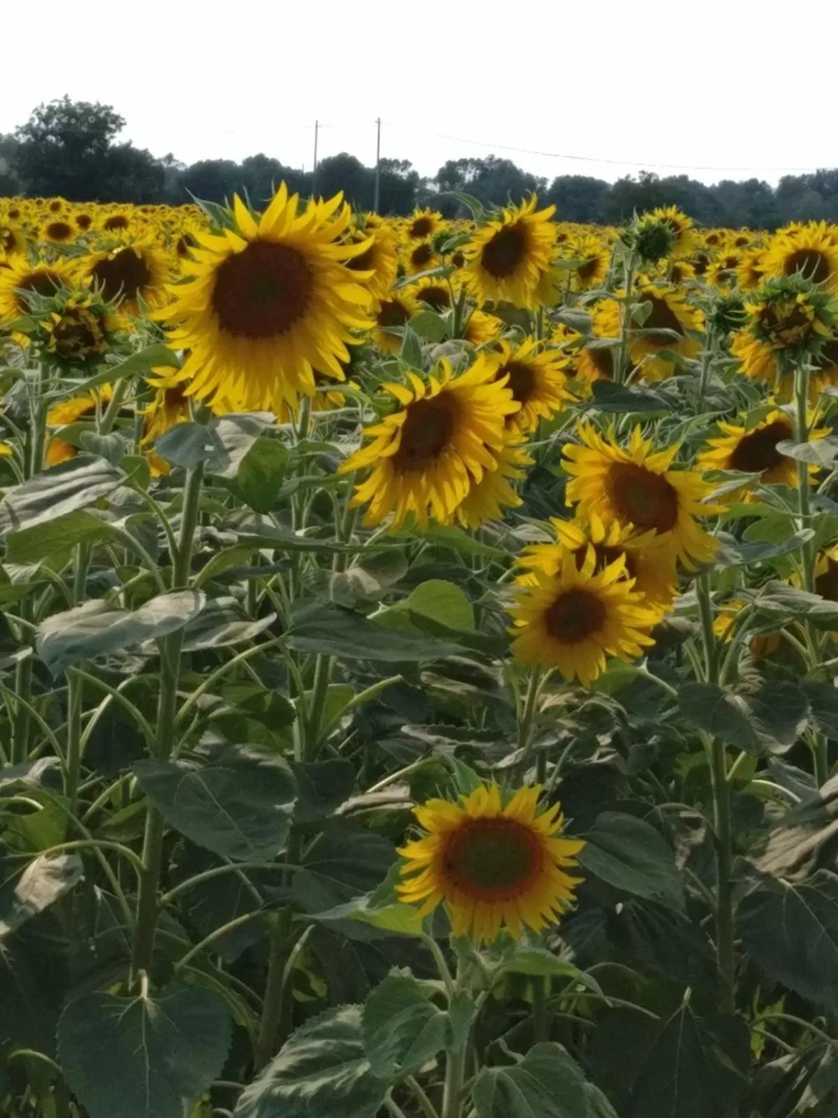 Natural landscape in B&B Molinetto