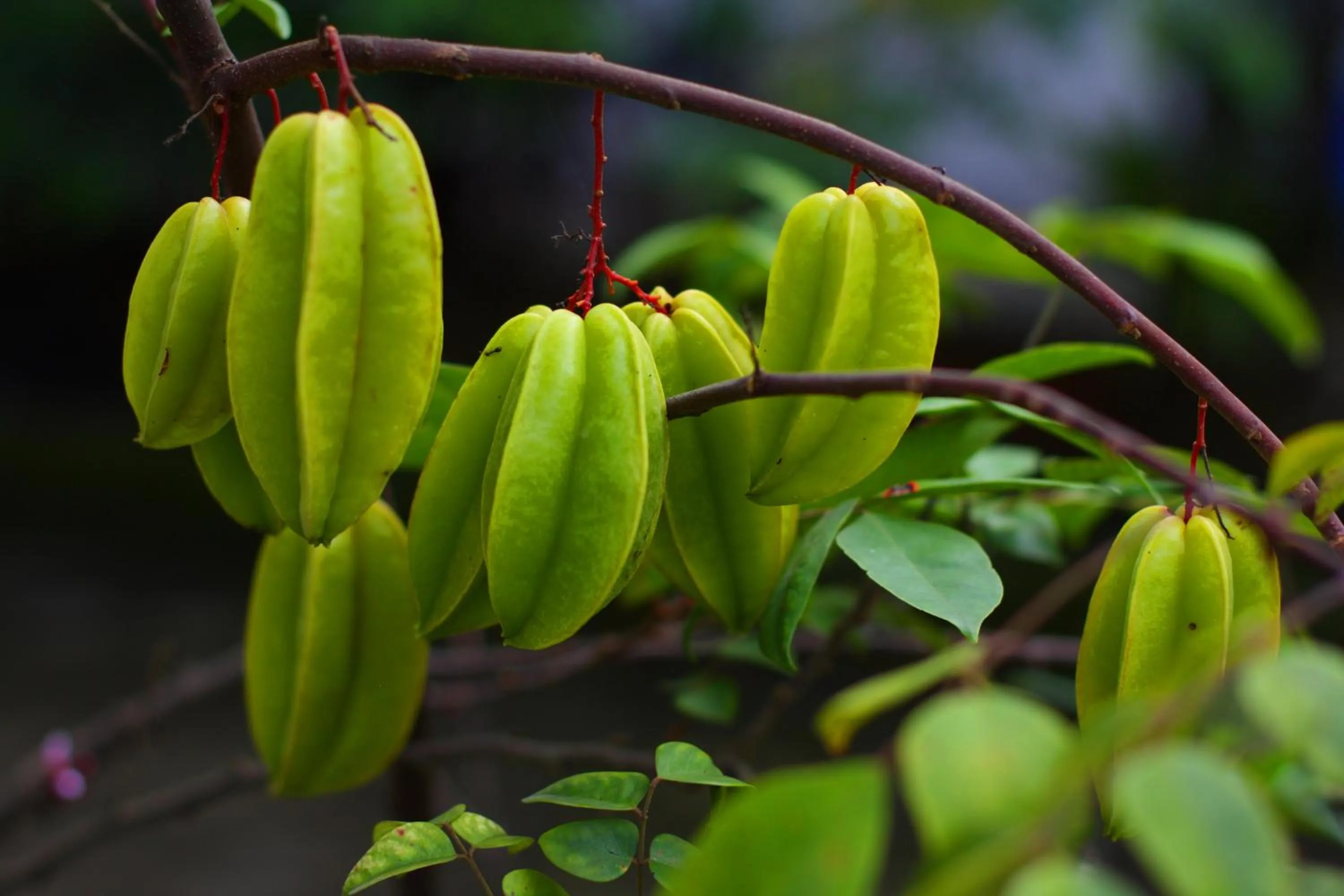 Day in BeingSattvaa Luxury Ubud