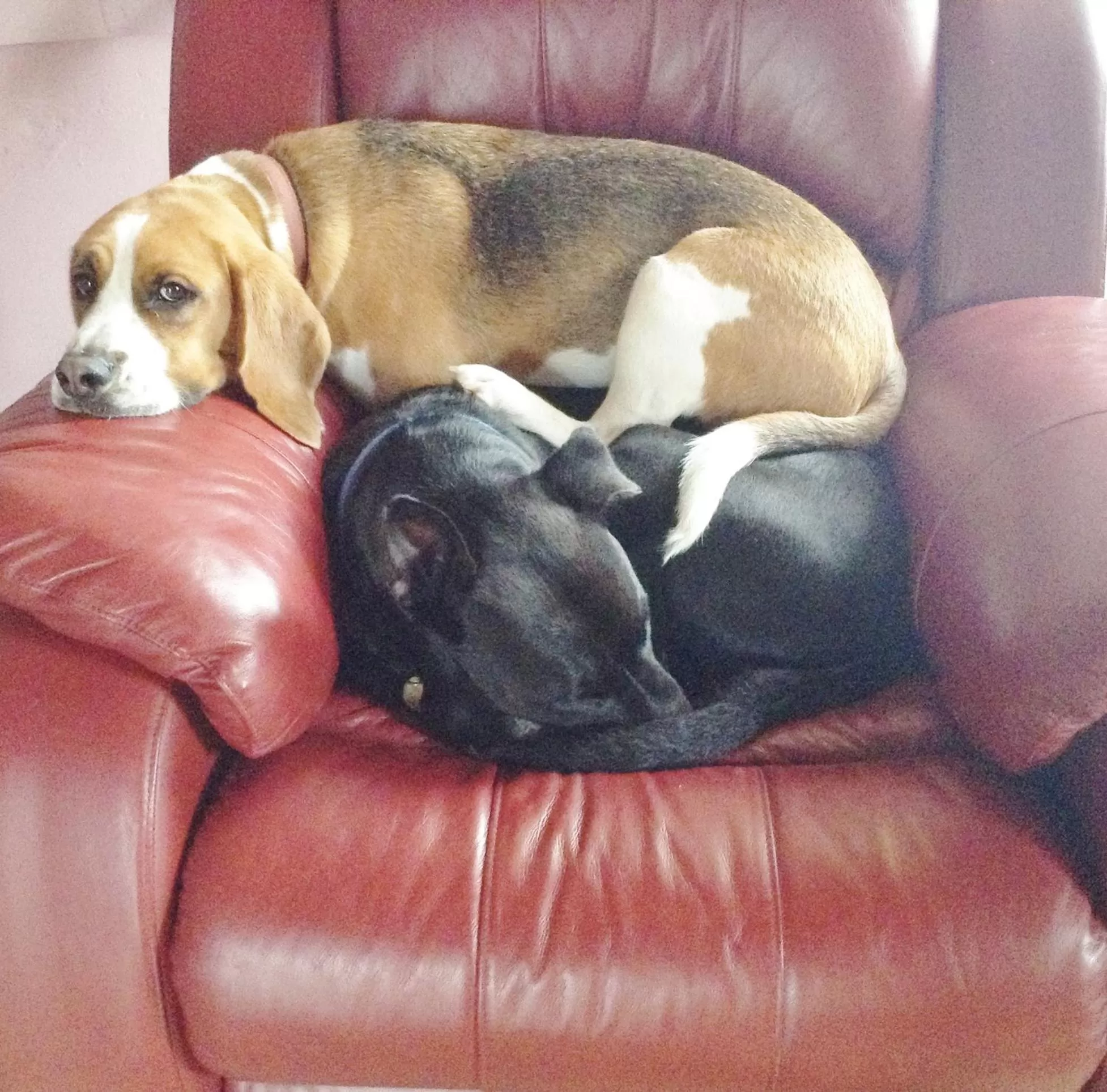 Pets in Must Love Dogs B&B & Self Contained Cottage