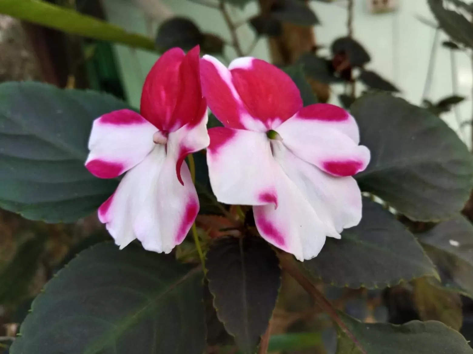 Tree Tops River Huts