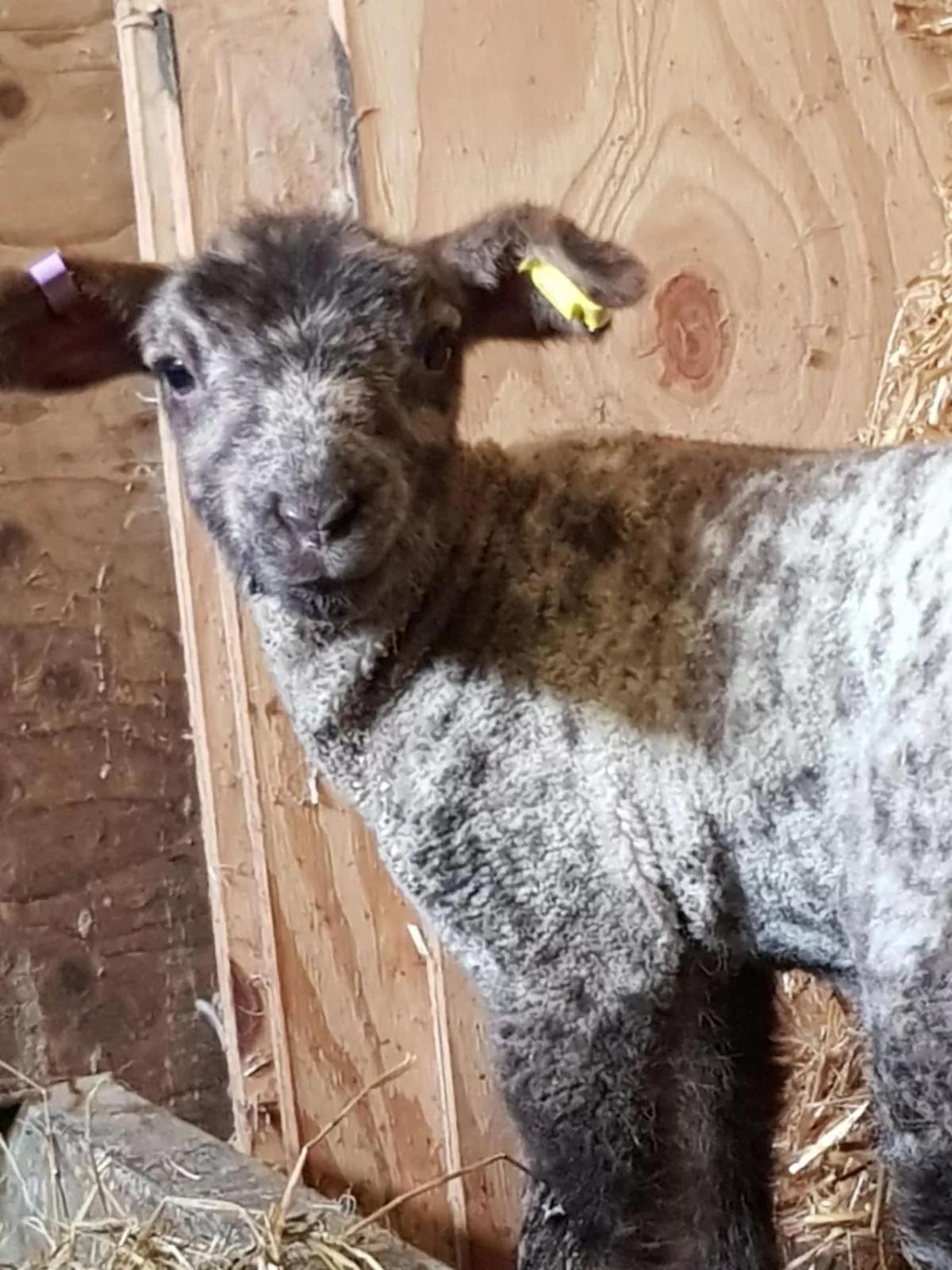 Animals in Claw House