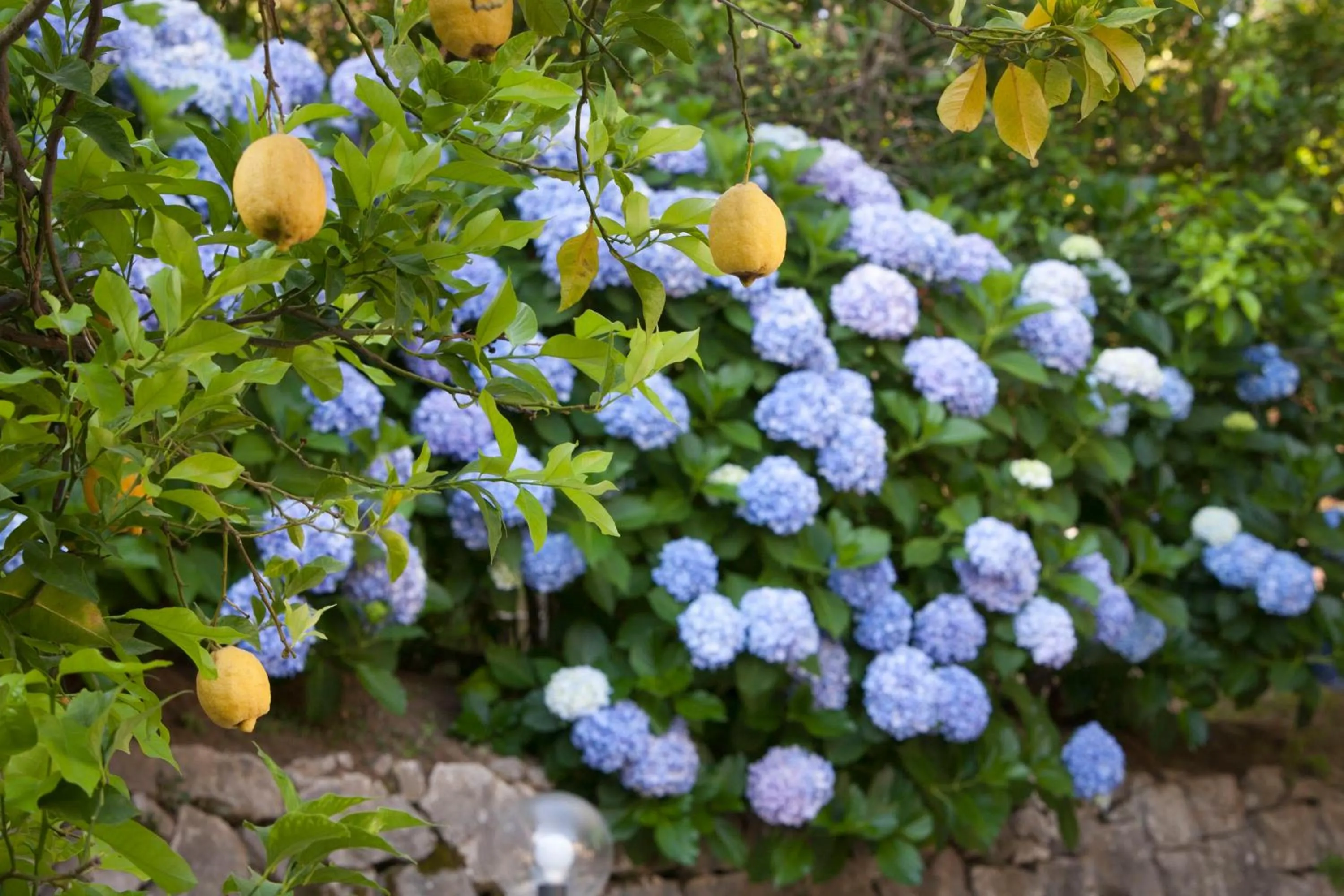 Garden in Villa Oriana Relais