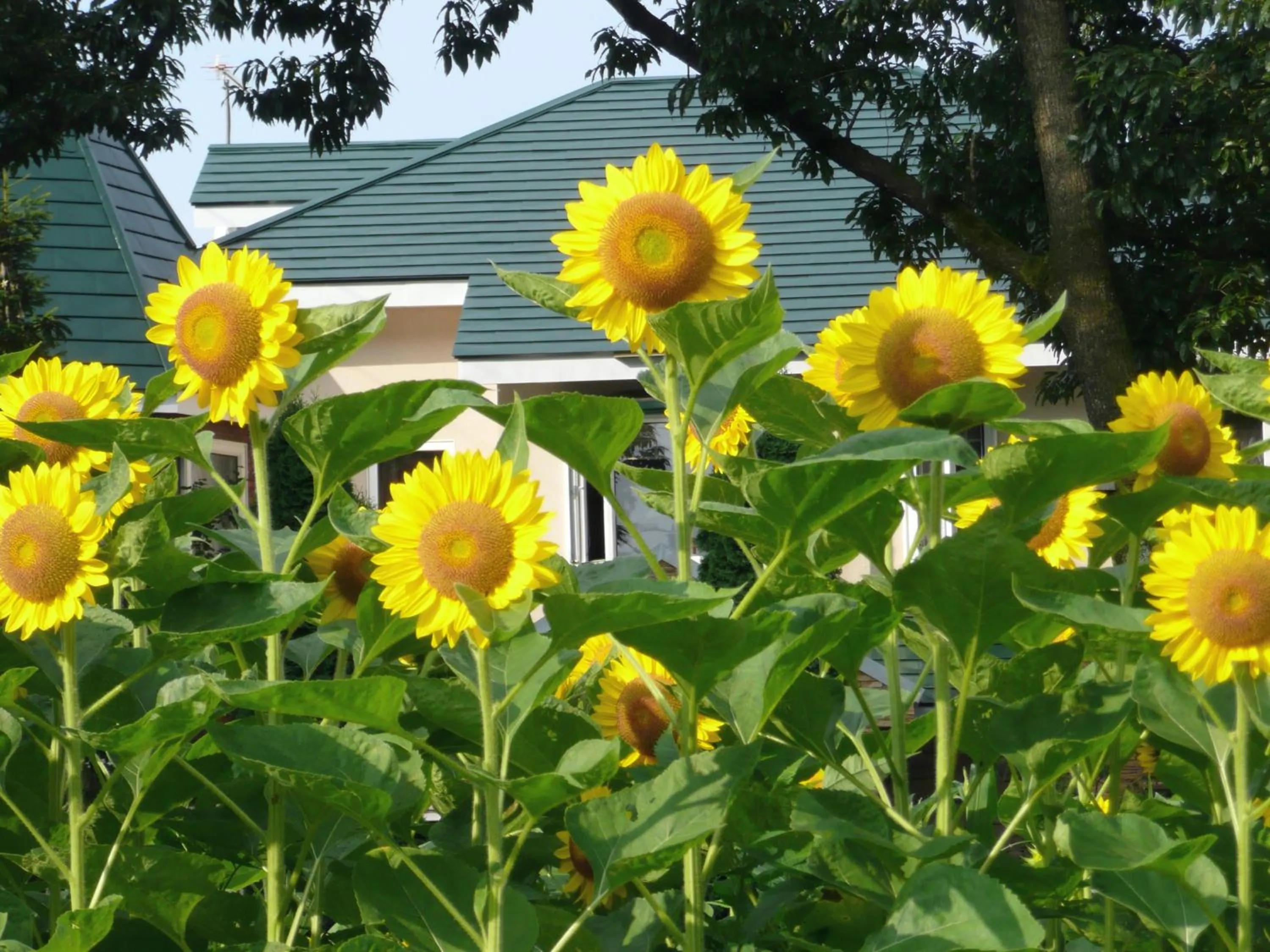 Property building in Scotch Court