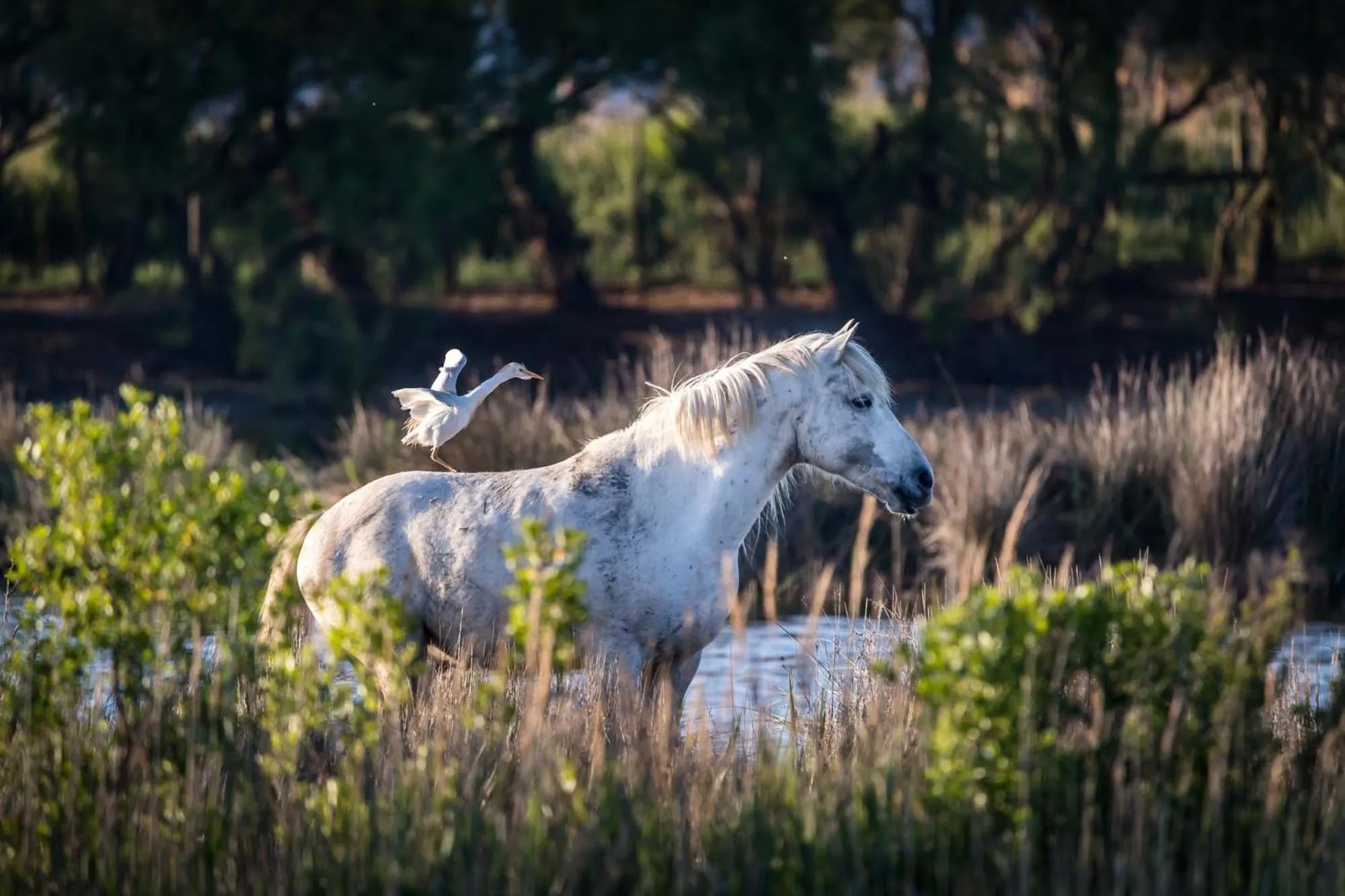 Garden view, Other Animals in Auberge Cavaliere du Pont des Bannes
