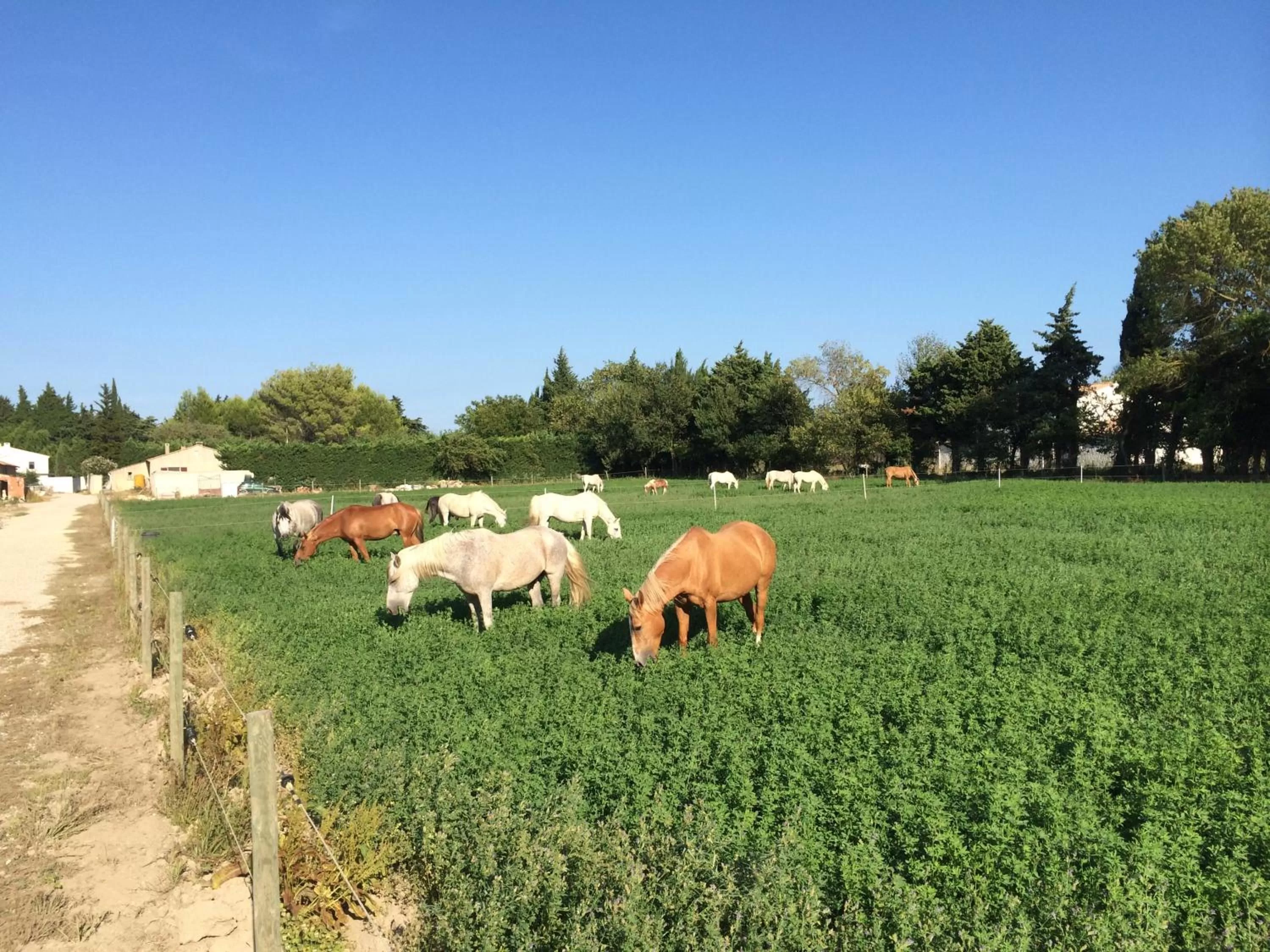Day in La Sarriette - Chambres d'hôtes et gîte d'étape à Eygalières