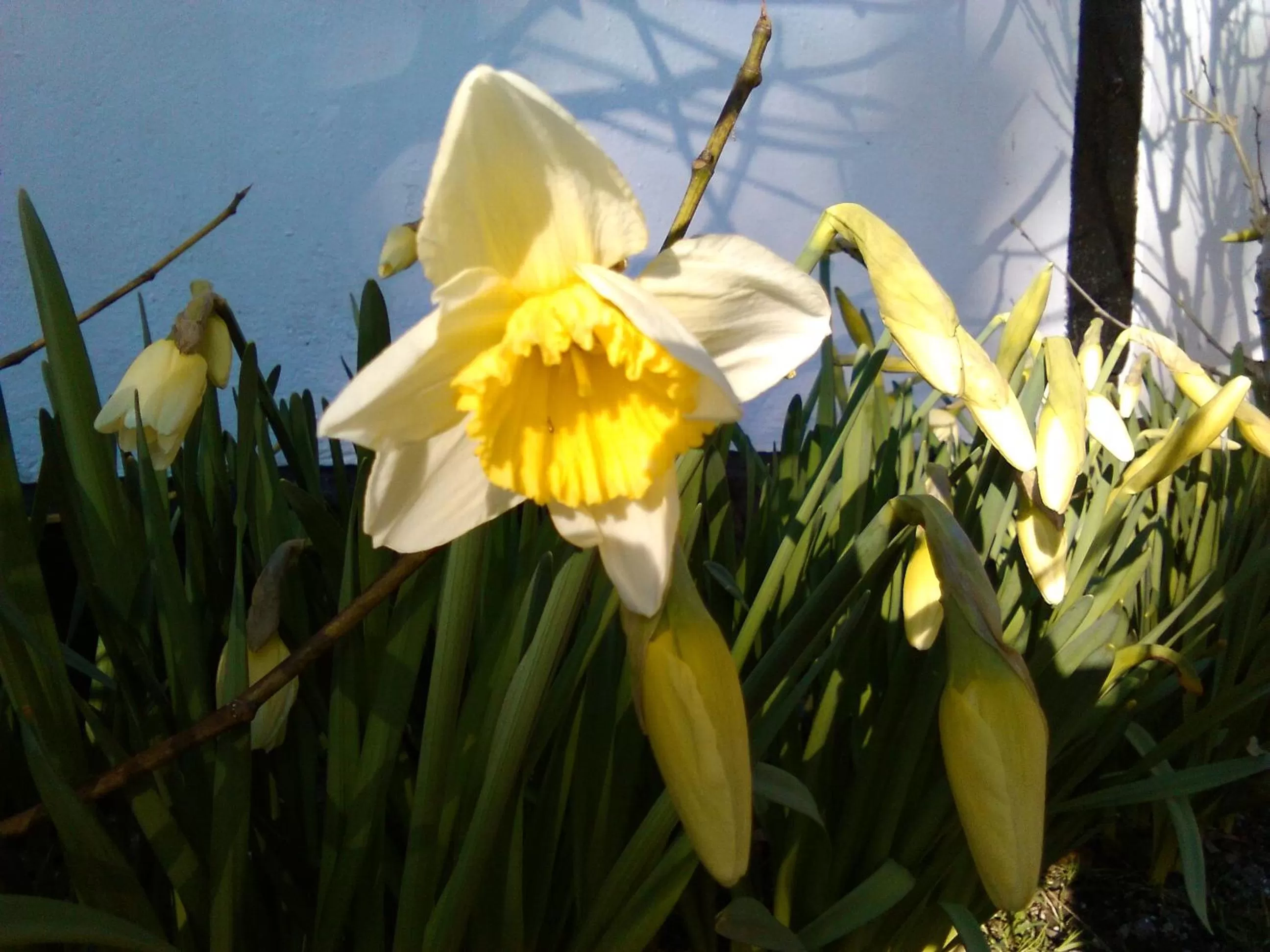 Spring in Dåstrup Bed & Breakfast