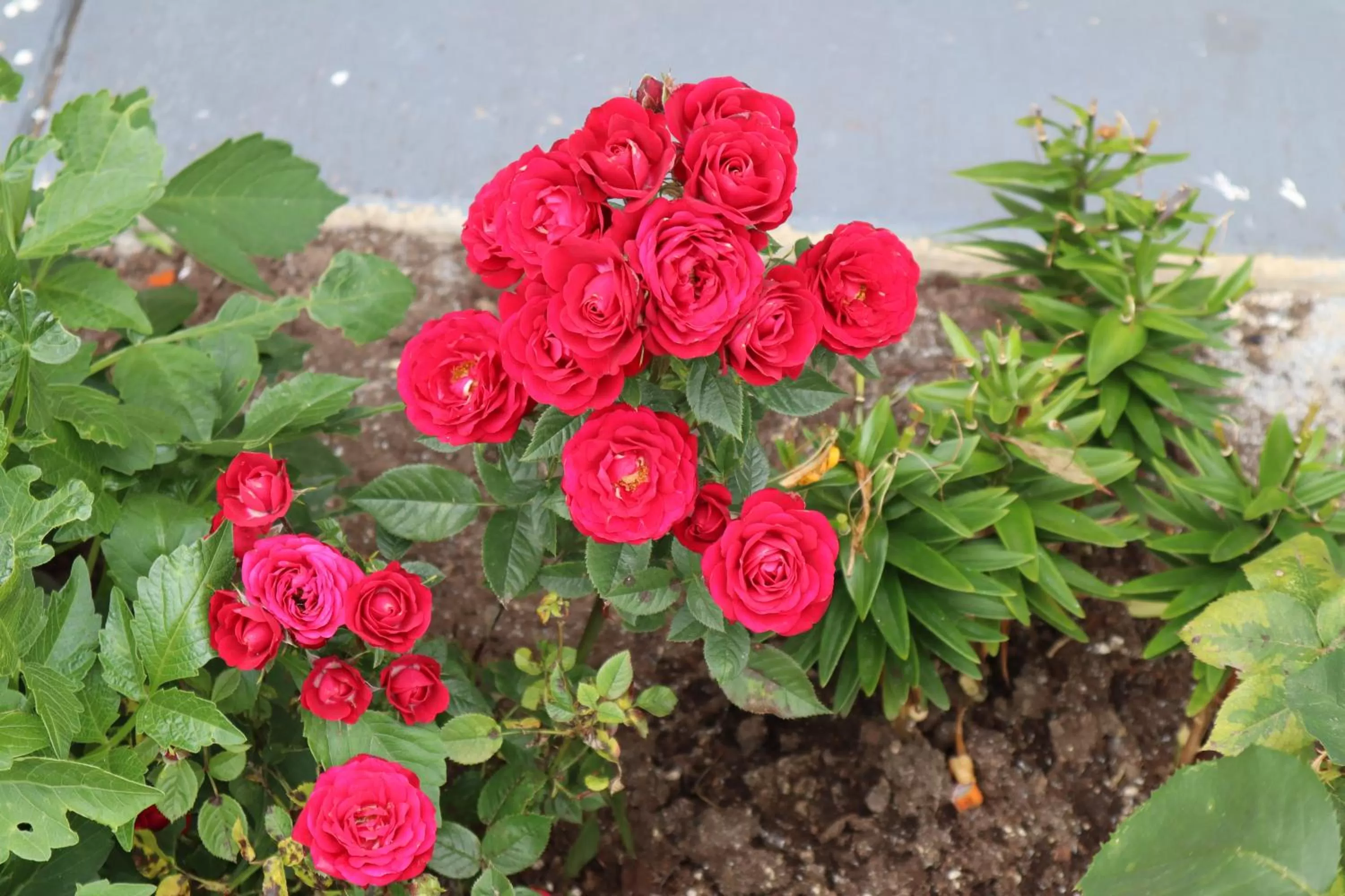 Express Inn & Suites Eugene