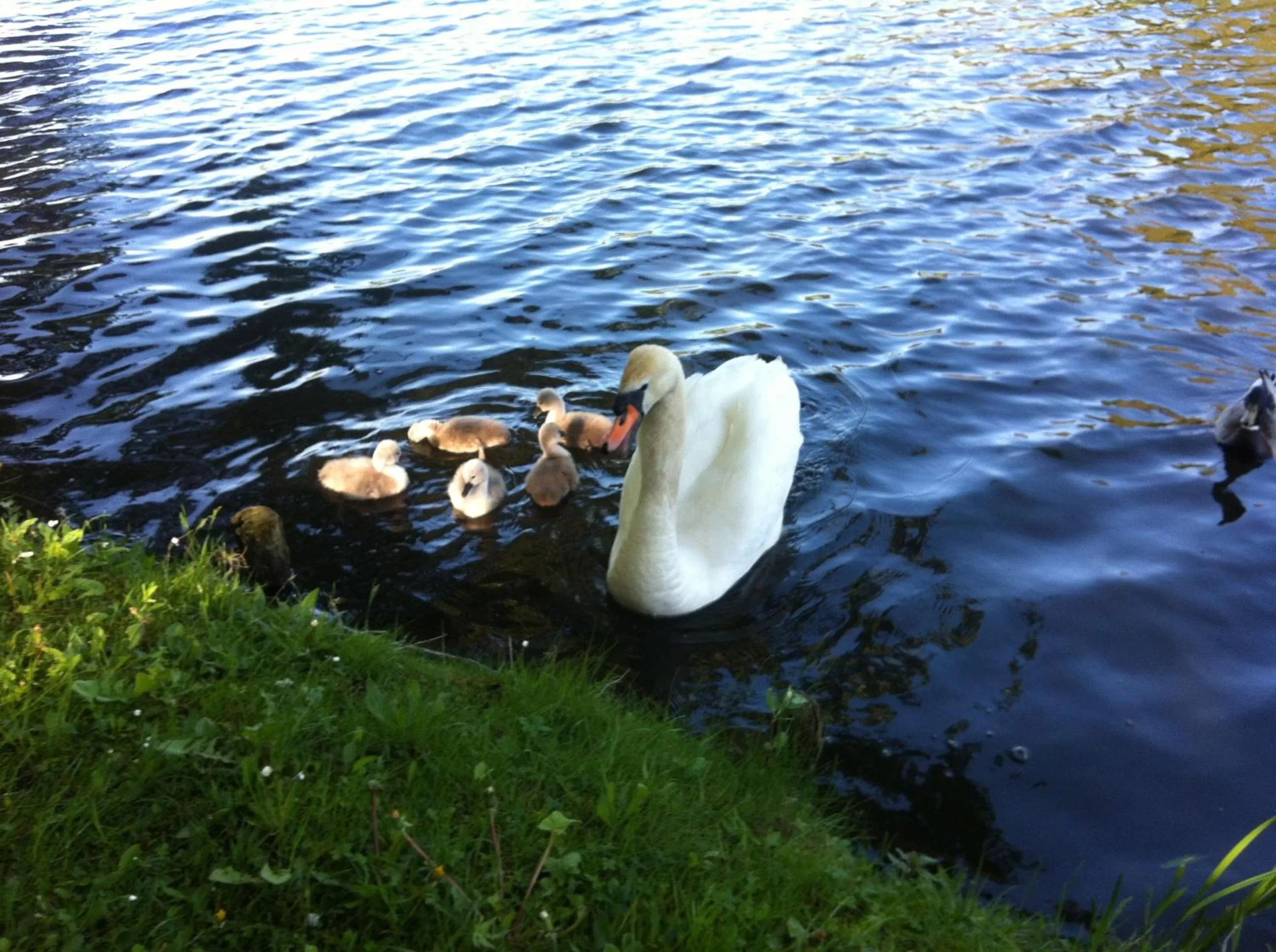 Natural landscape in Hotel Landhaus Wörlitzer Hof