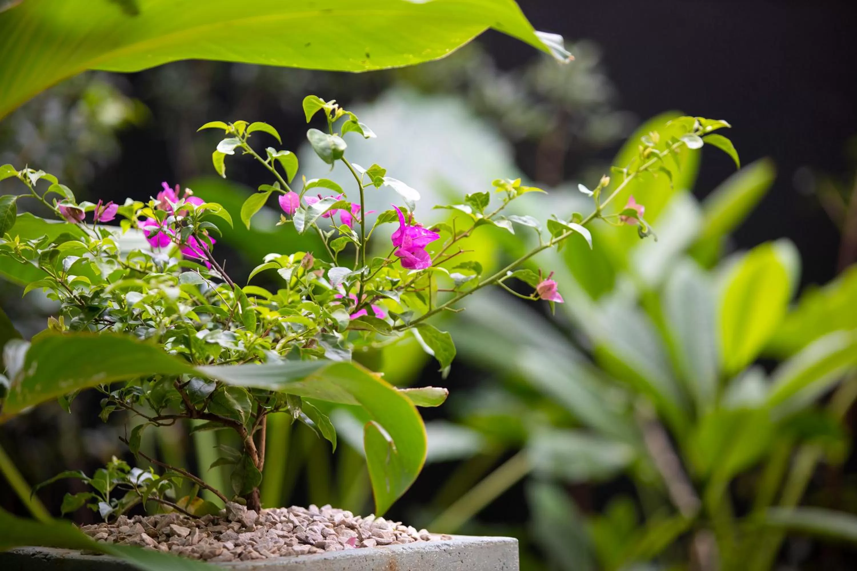 Patio in Pumilio Mountain & Ocean Hotel