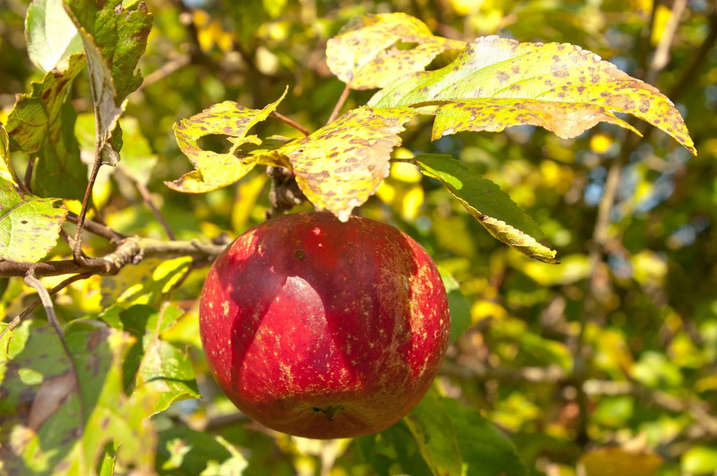 Garden in De Violier
