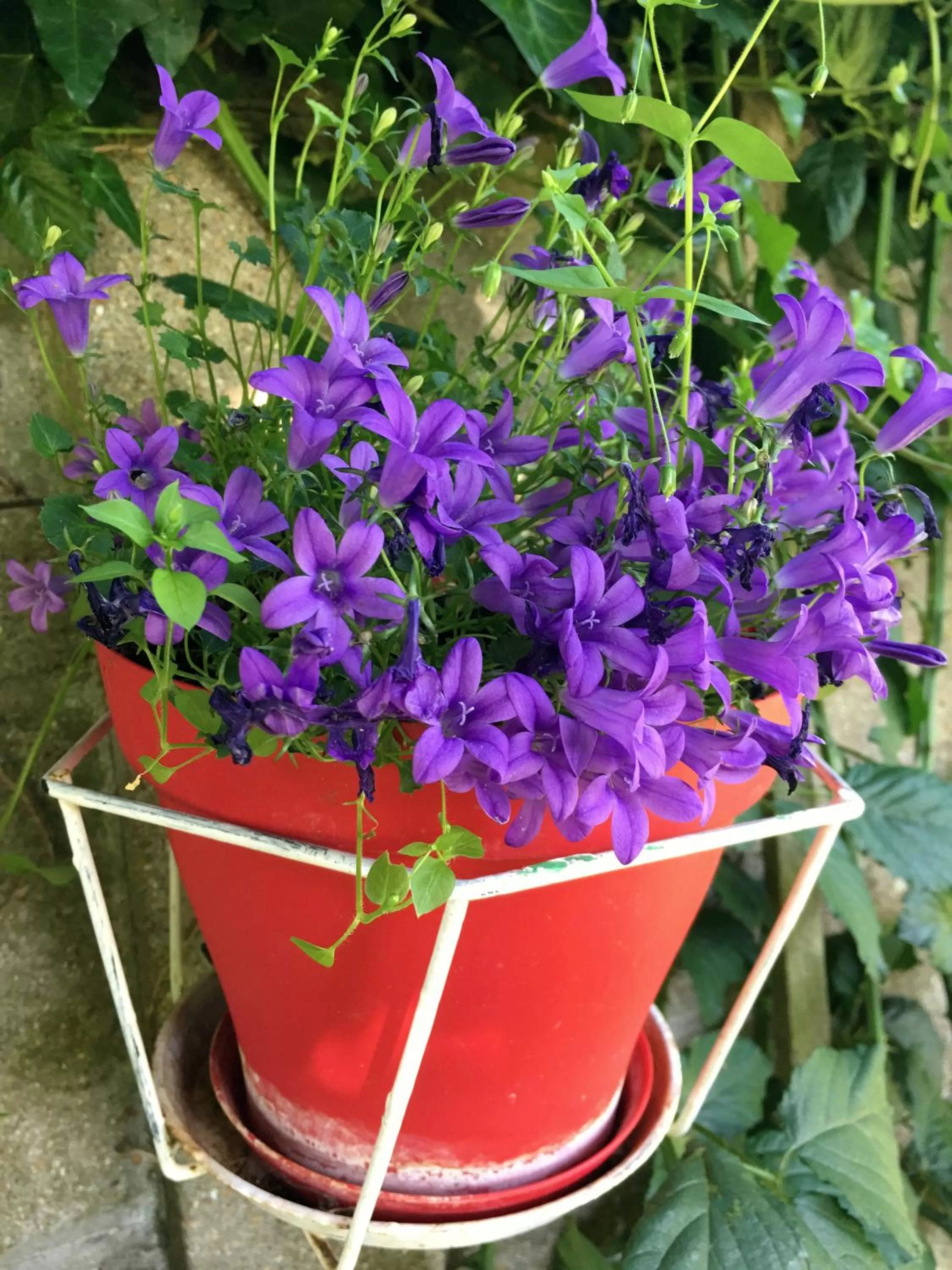 Garden in La Romance et la Romanesque