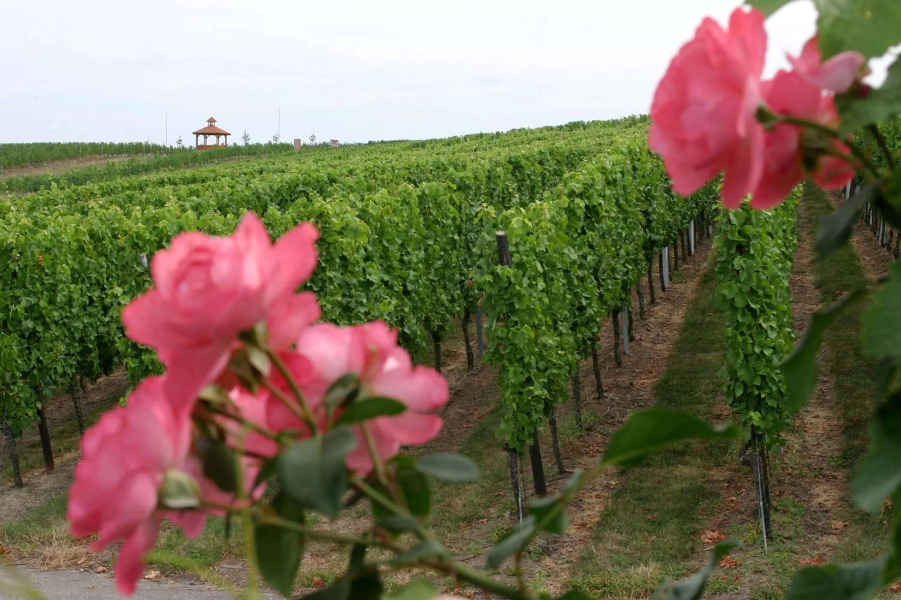 Area and facilities in Best Western Plus Palatin Kongresshotel