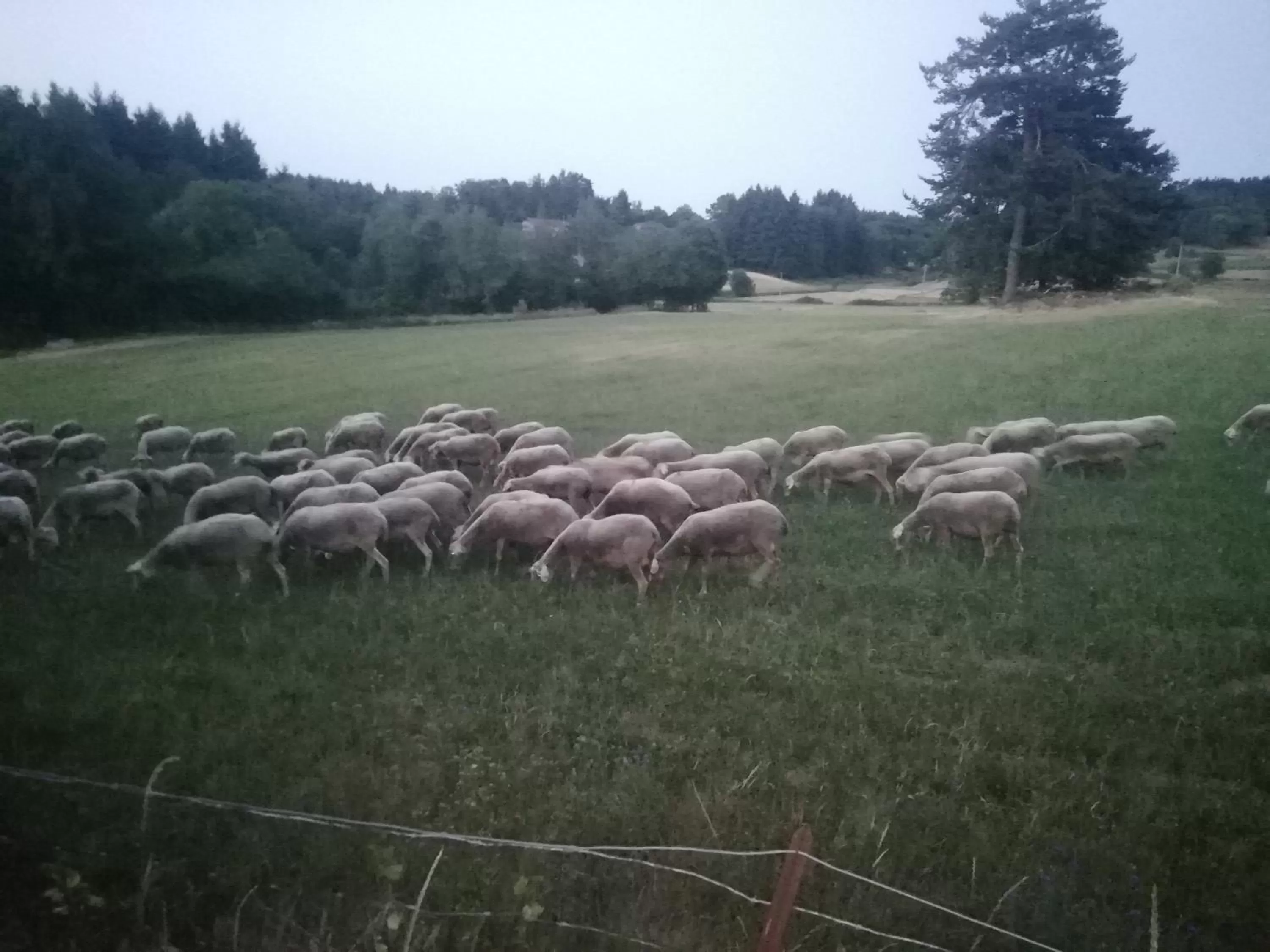 Animals, Other Animals in Chez Sophie et Gilles