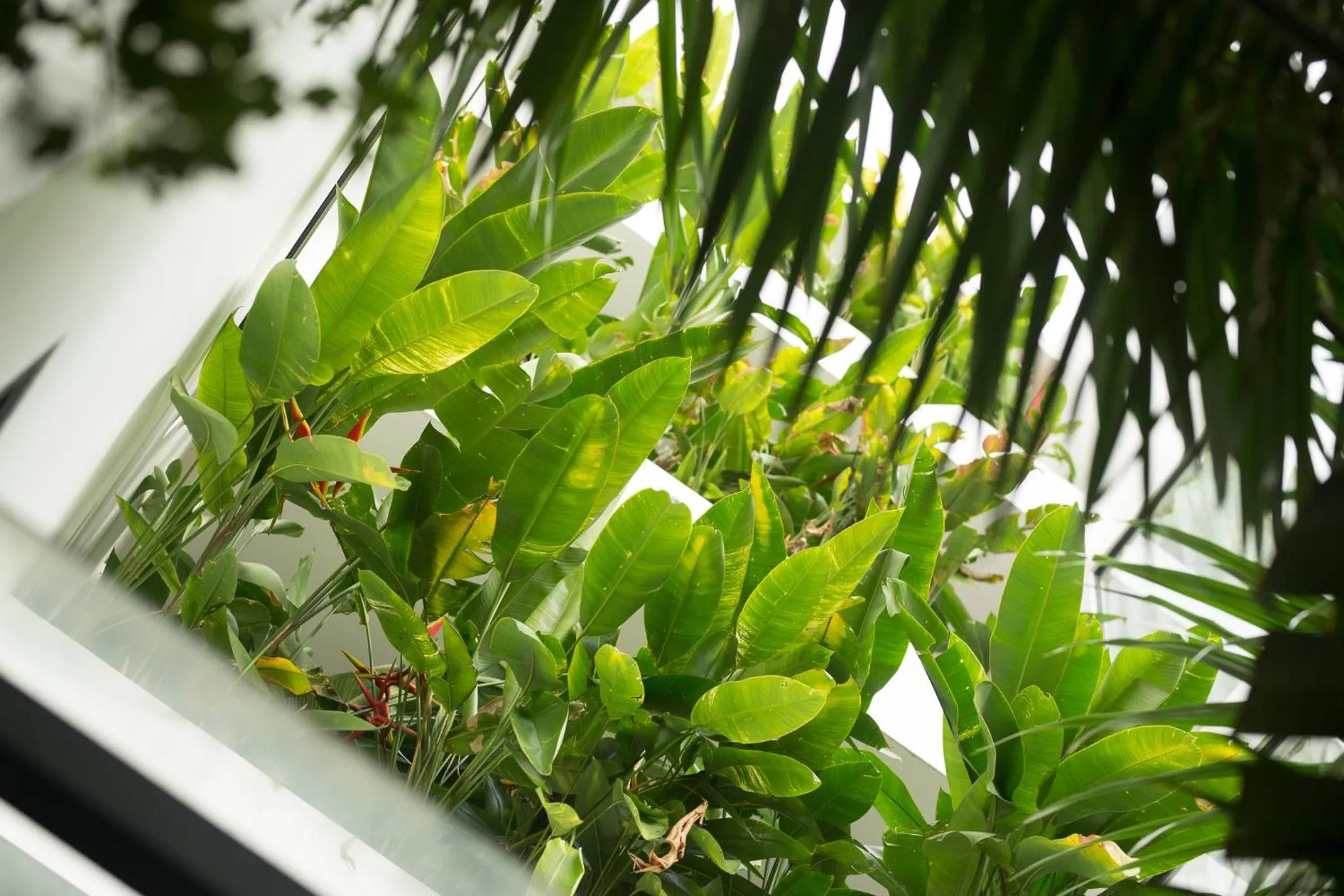 Garden in Monthara Angkor Residence