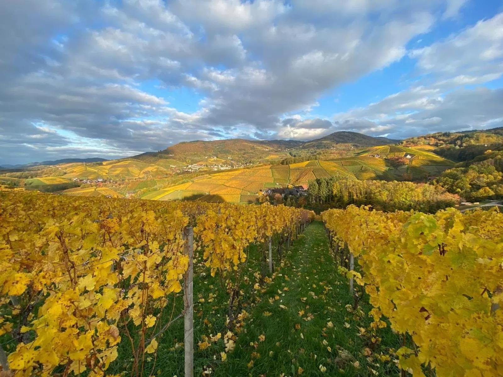 Natural landscape in RelaxHotel Tannenhof