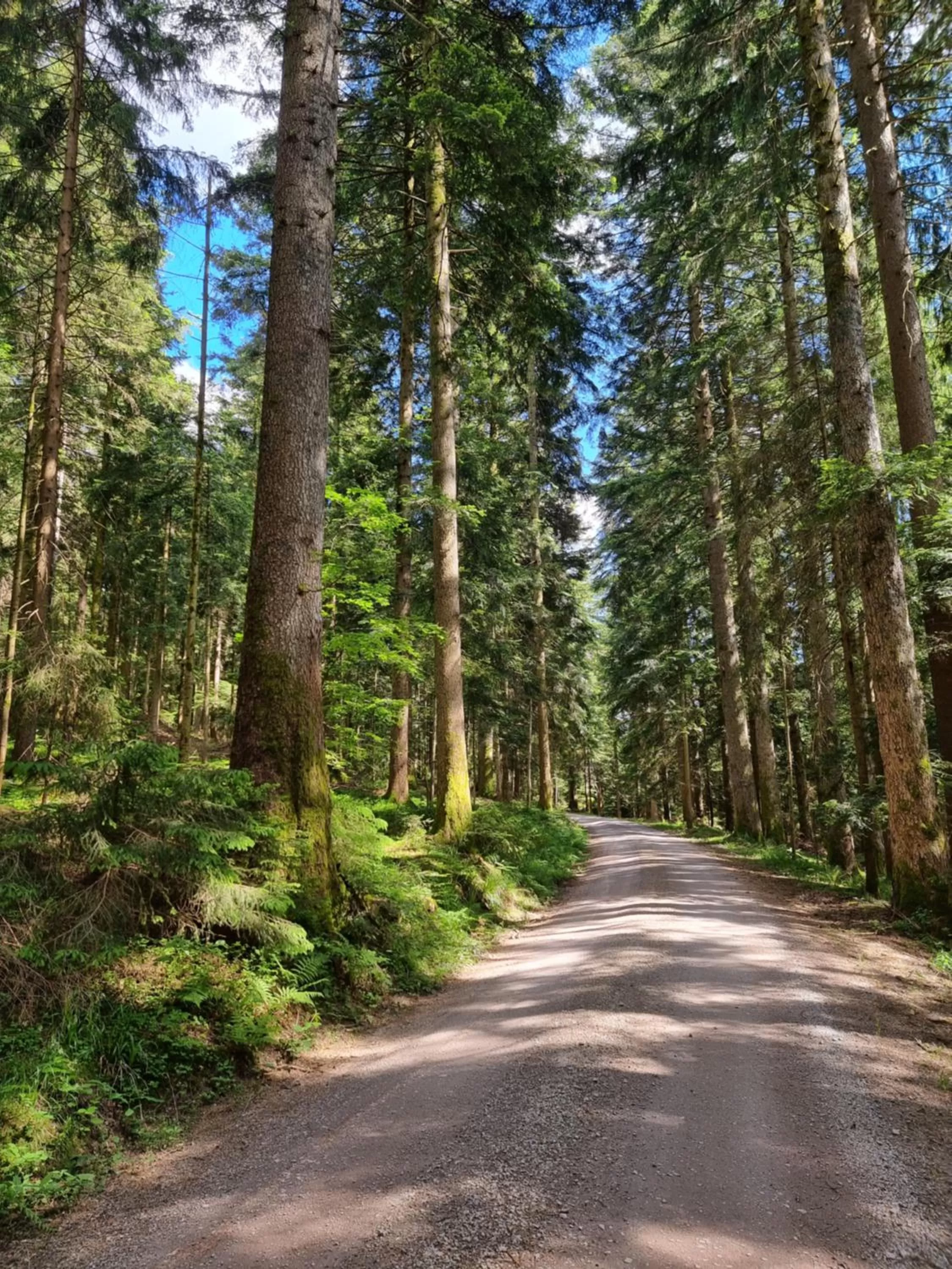Natural landscape in Kurparkhotel Faißt