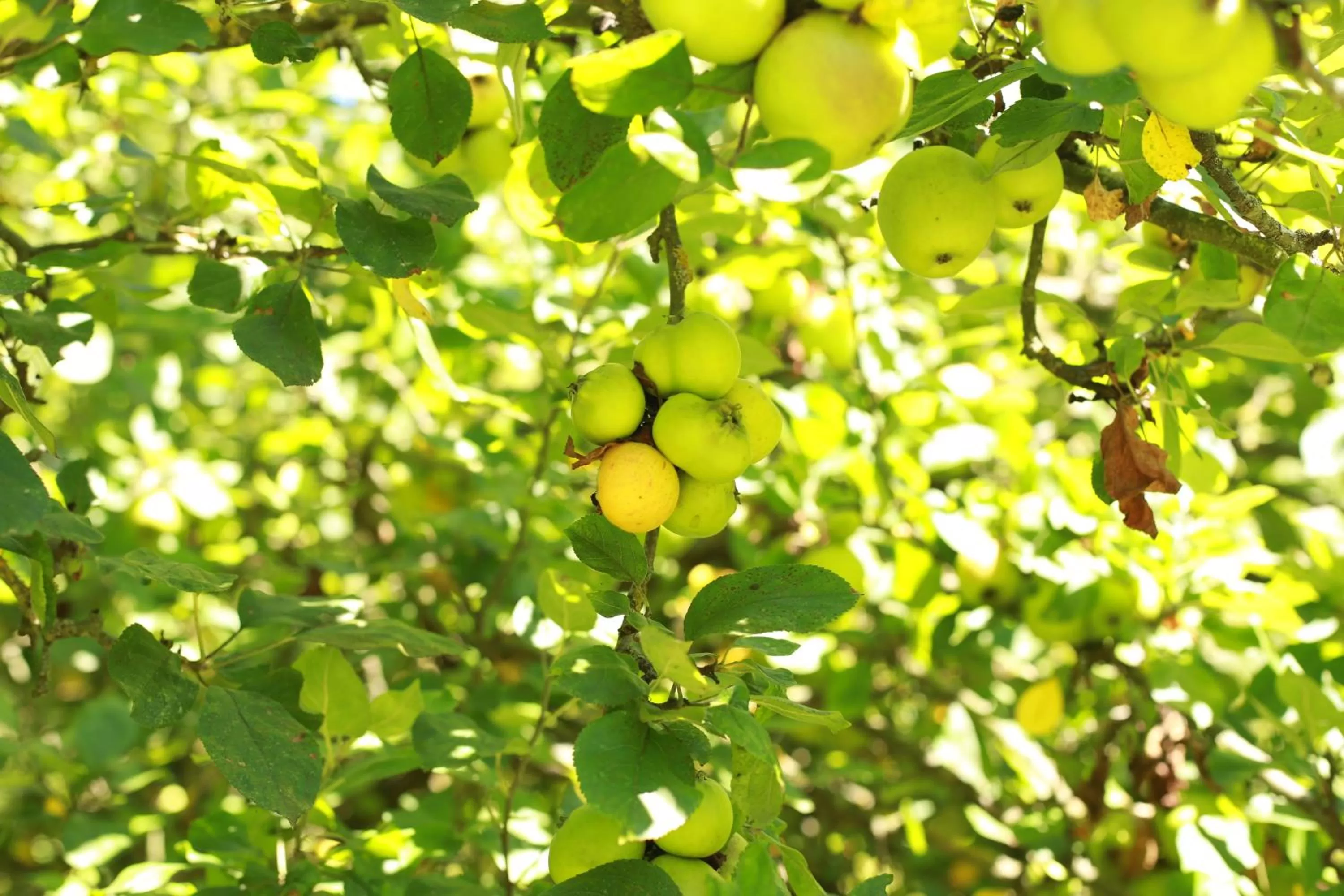 Property building in Les Rêves de Flamboin