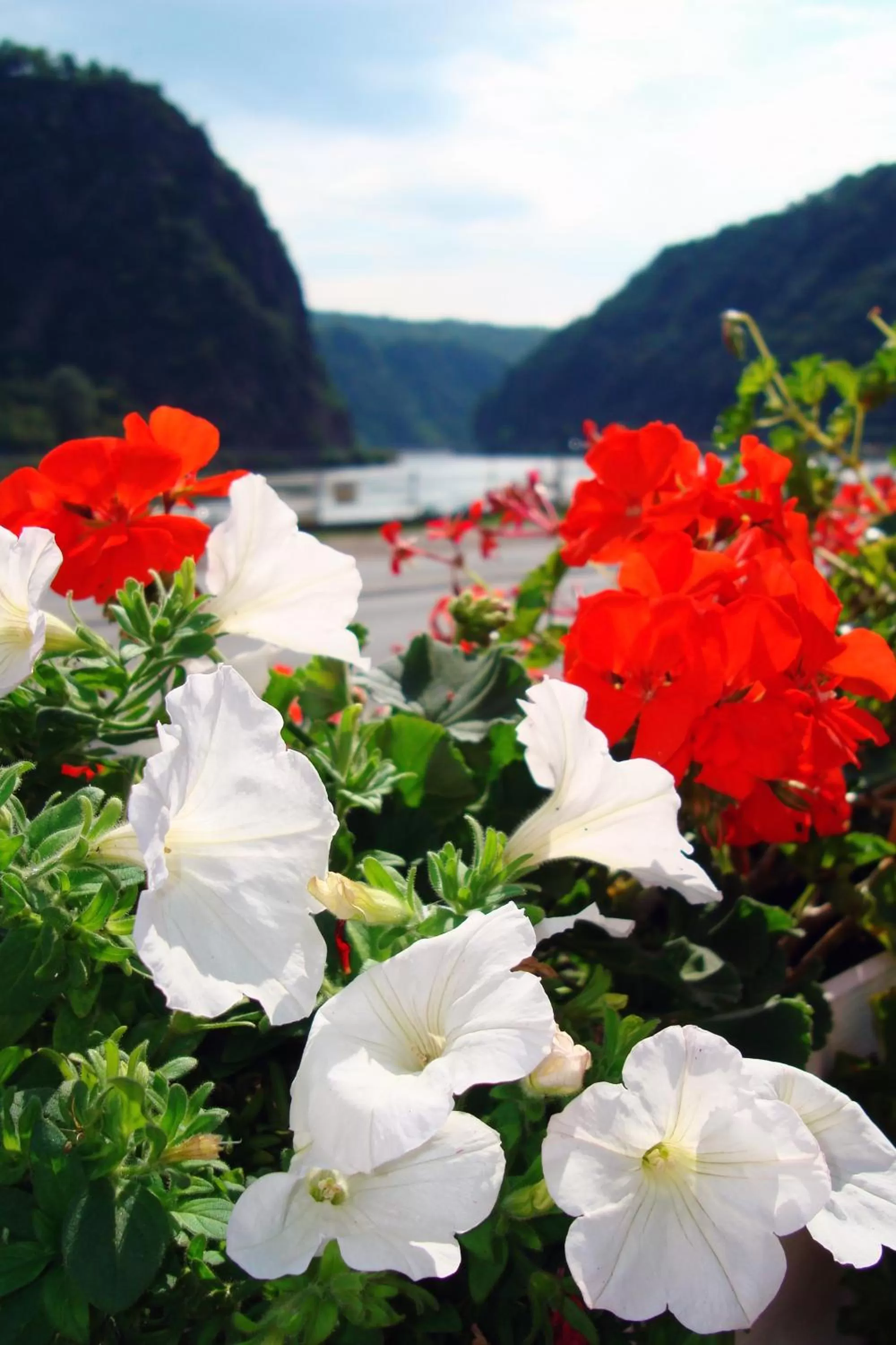 Other in Hotel Cafe Restaurant Loreleyblick