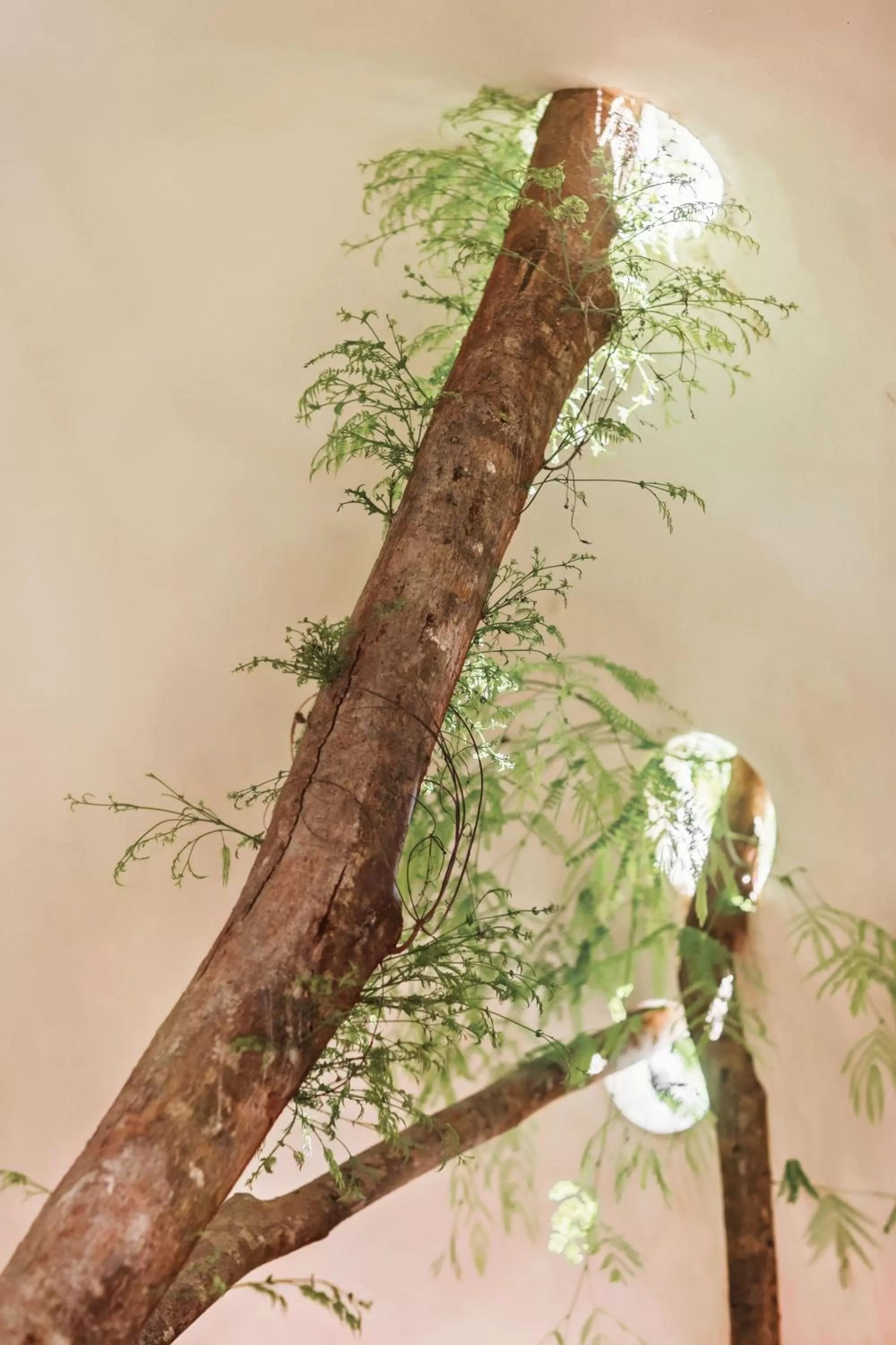 Natural landscape, Other Animals in Botånica Tulum