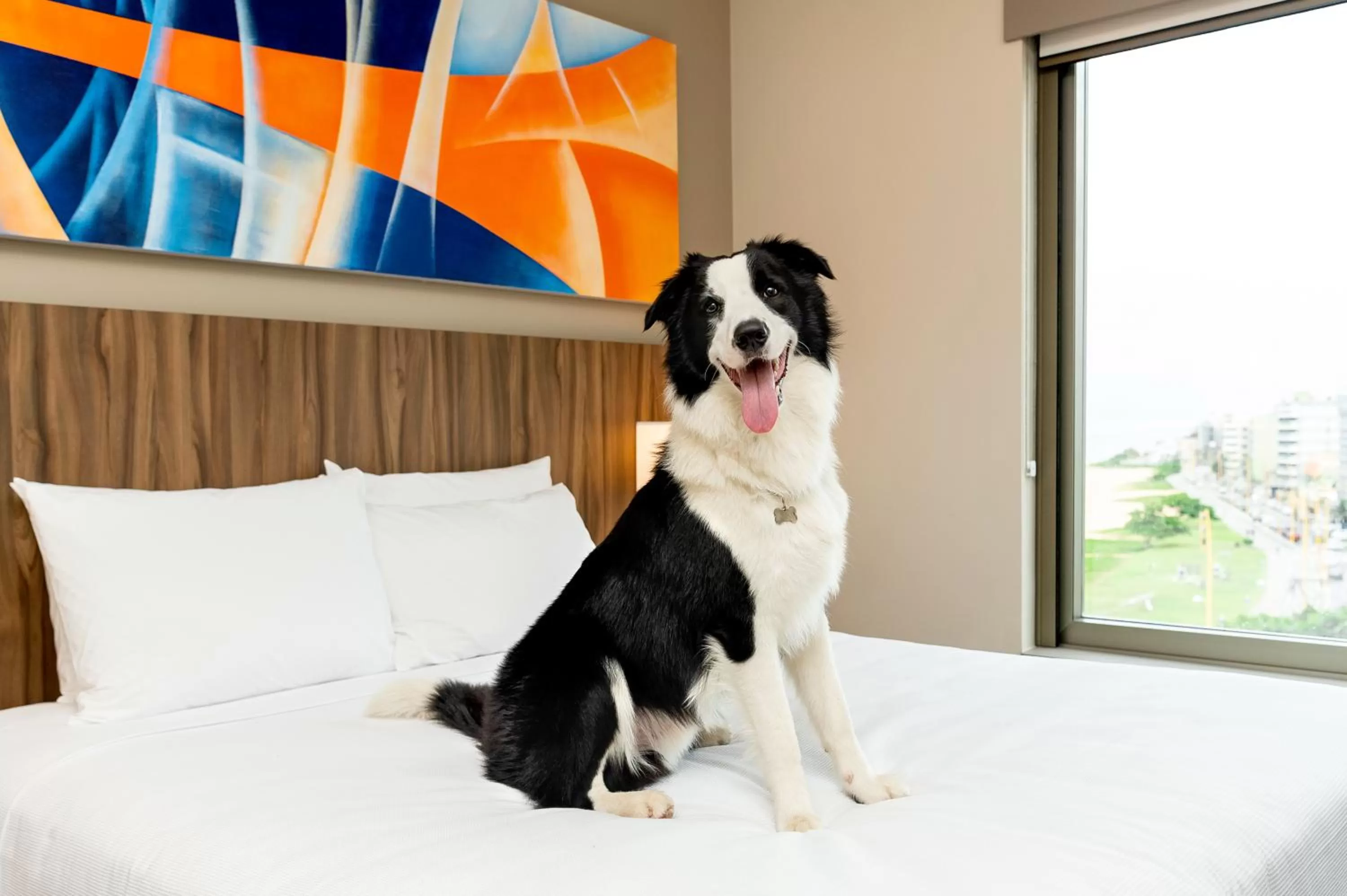 Pets in Hyatt Place Macae