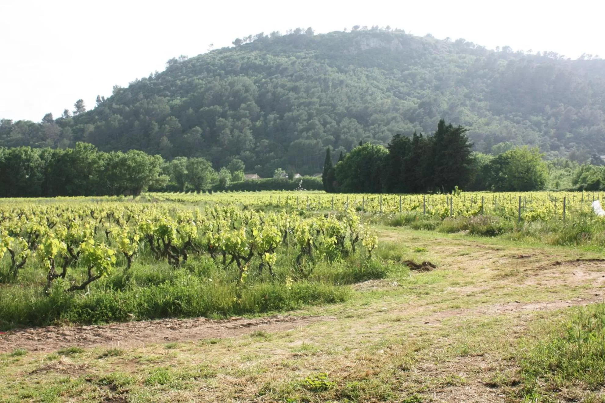 Natural Landscape in Domaine Regis Freres