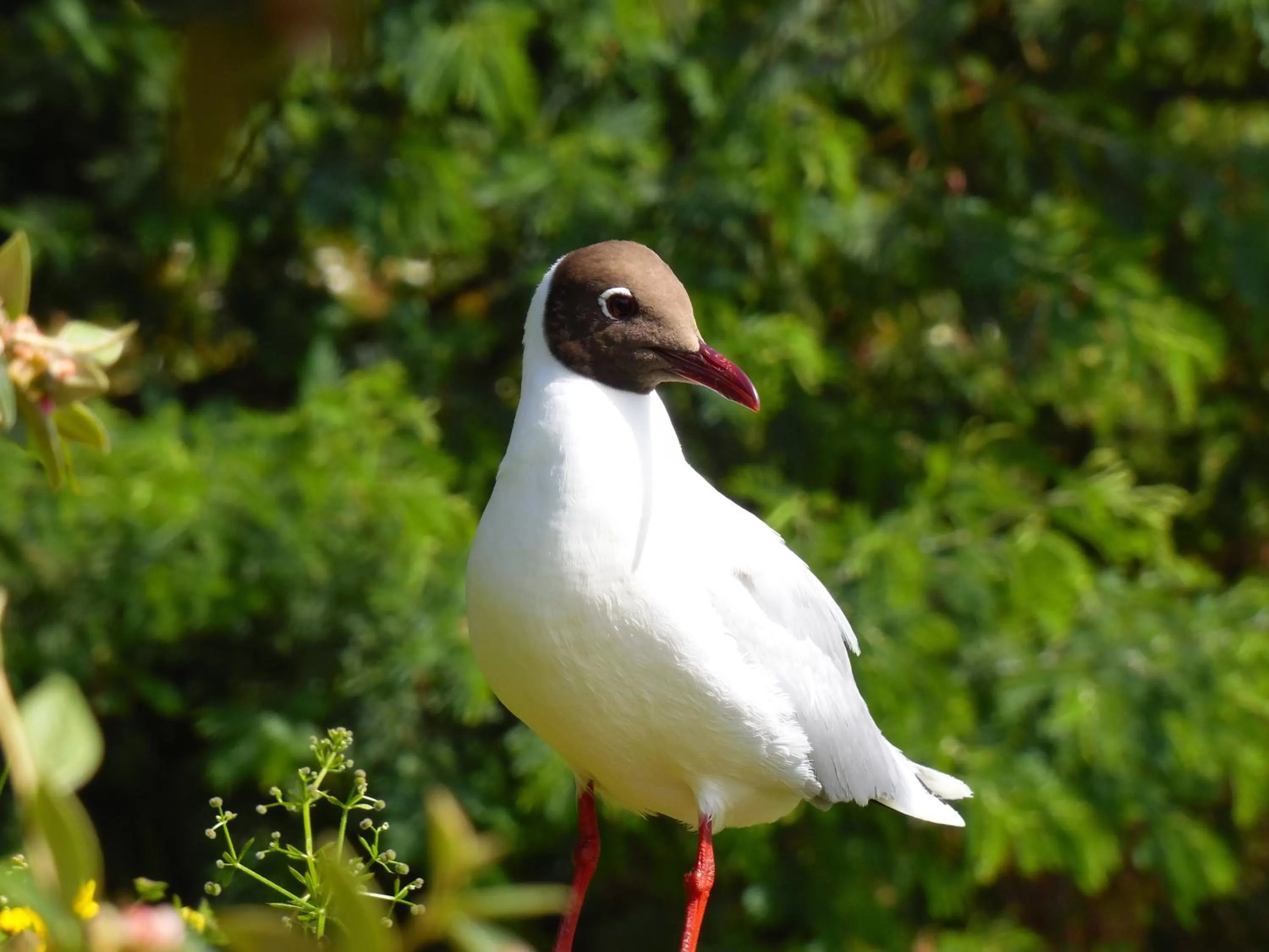Animals in Hotel Boutique Casa Werner