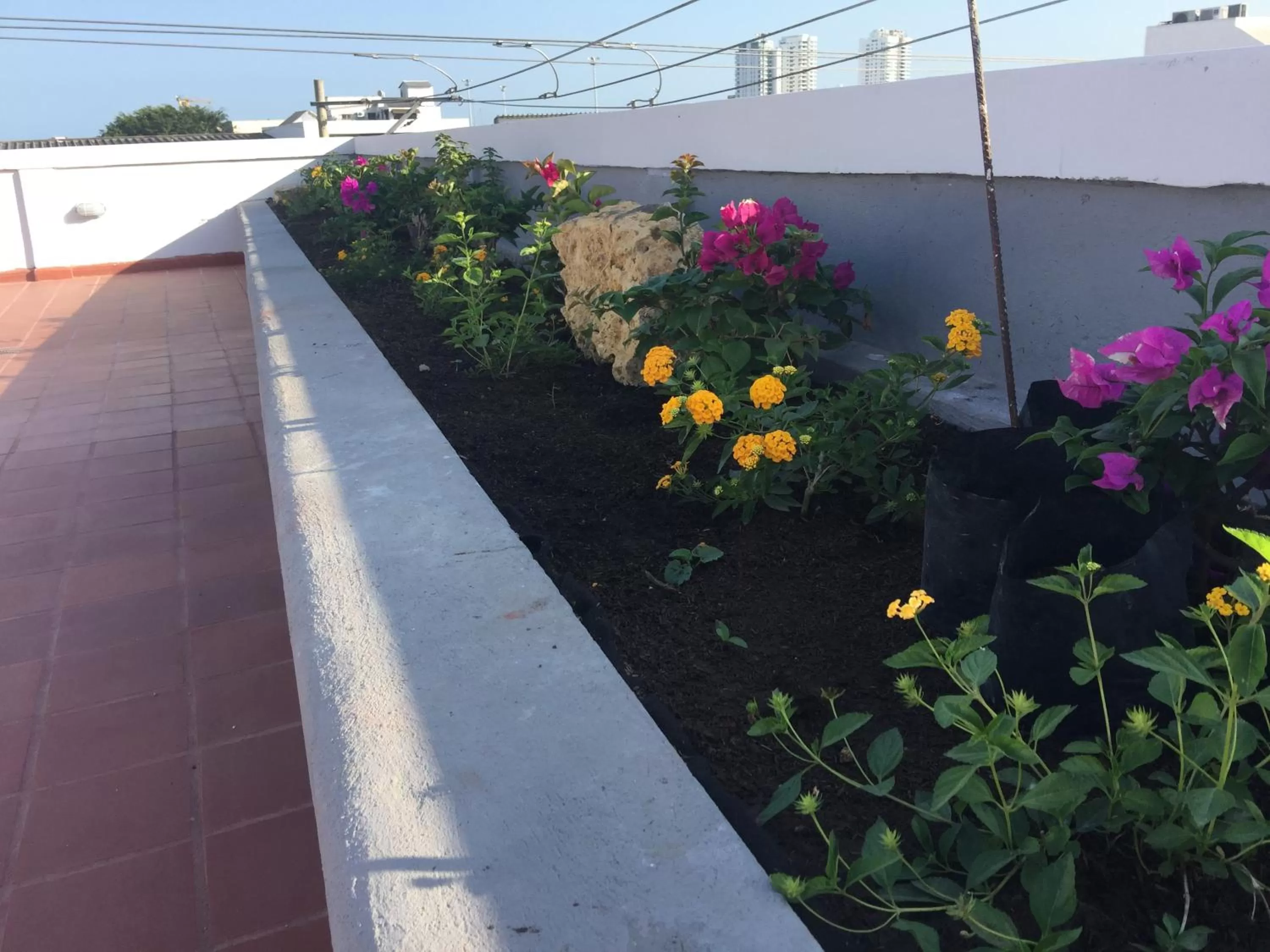 Garden in Akel House Hotel