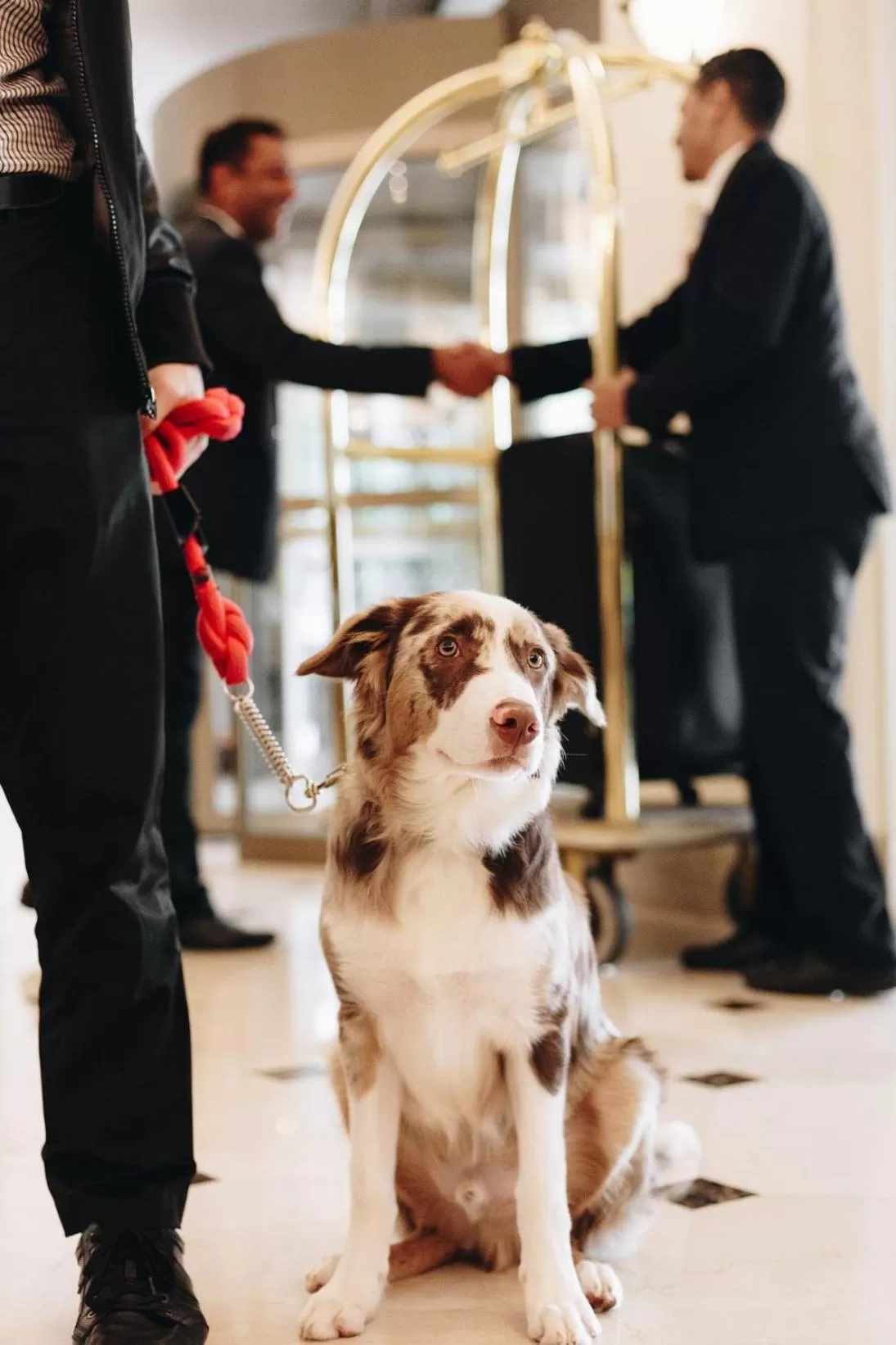 Pets in Grand Mercure Sao Paulo Ibirapuera