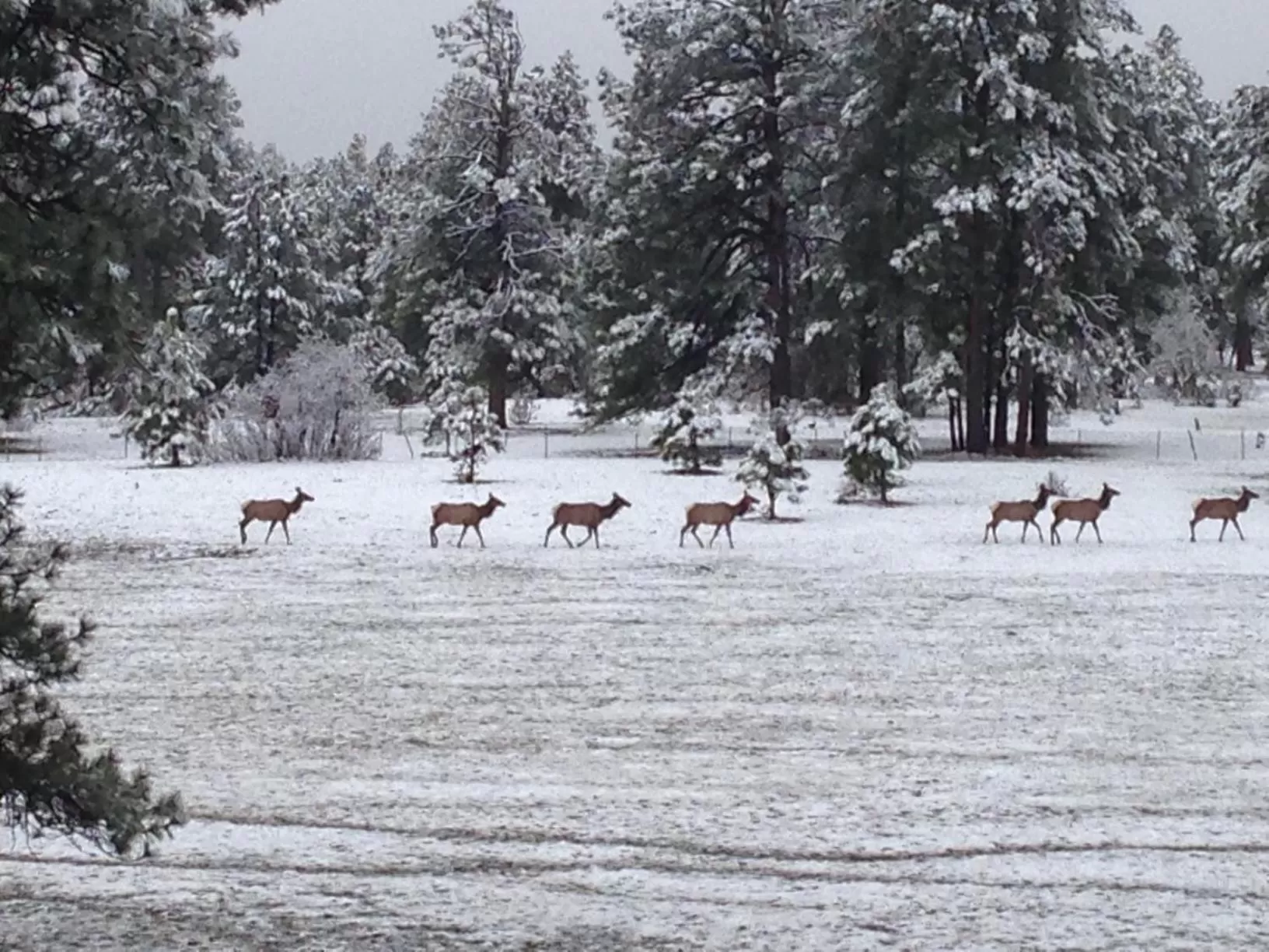Animals, Other Animals in Elktrace Bed and Breakfast