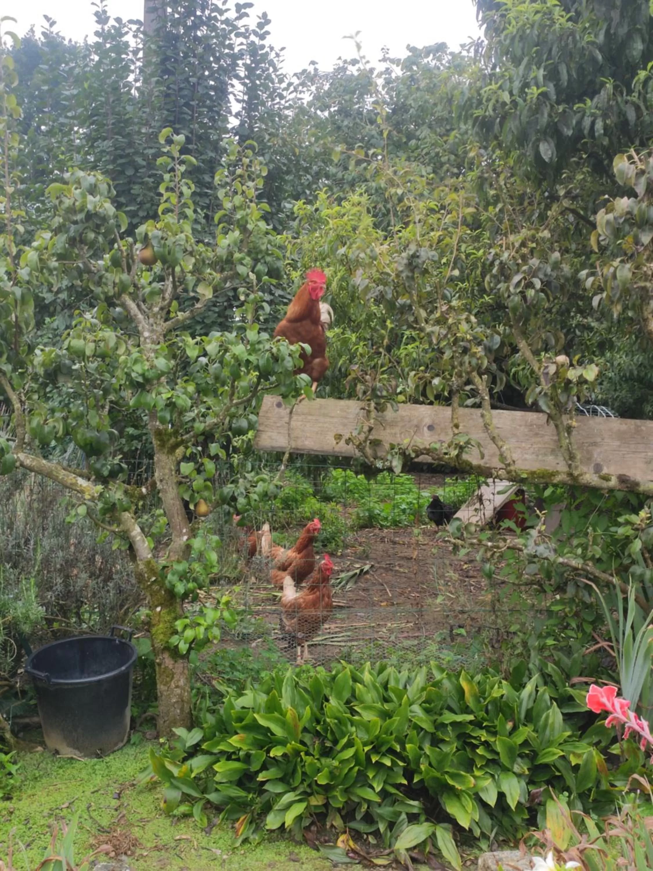 Other Animals in bienvenue chez Joëlle et André au 207