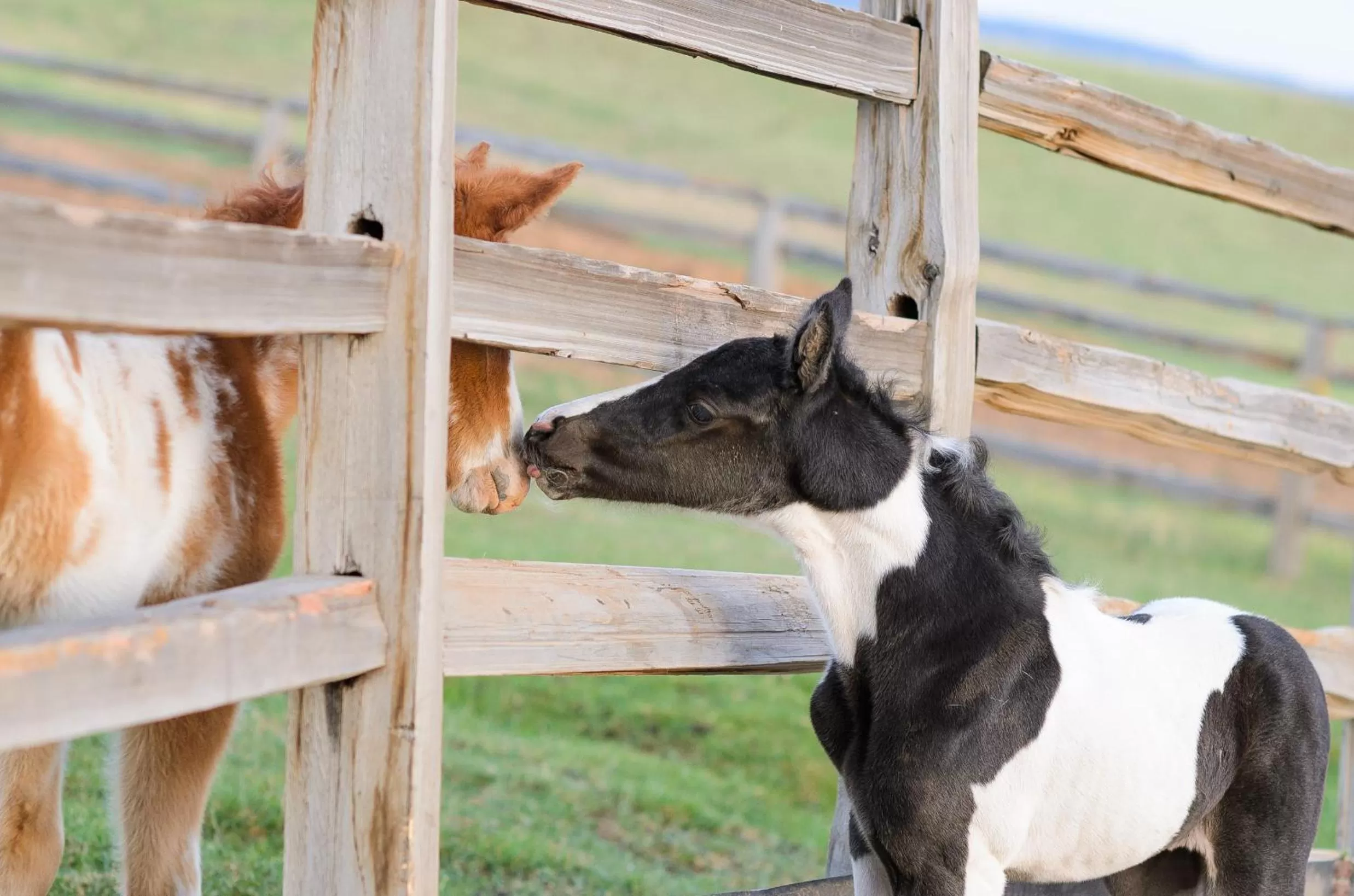 Pets in Zion Mountain Ranch