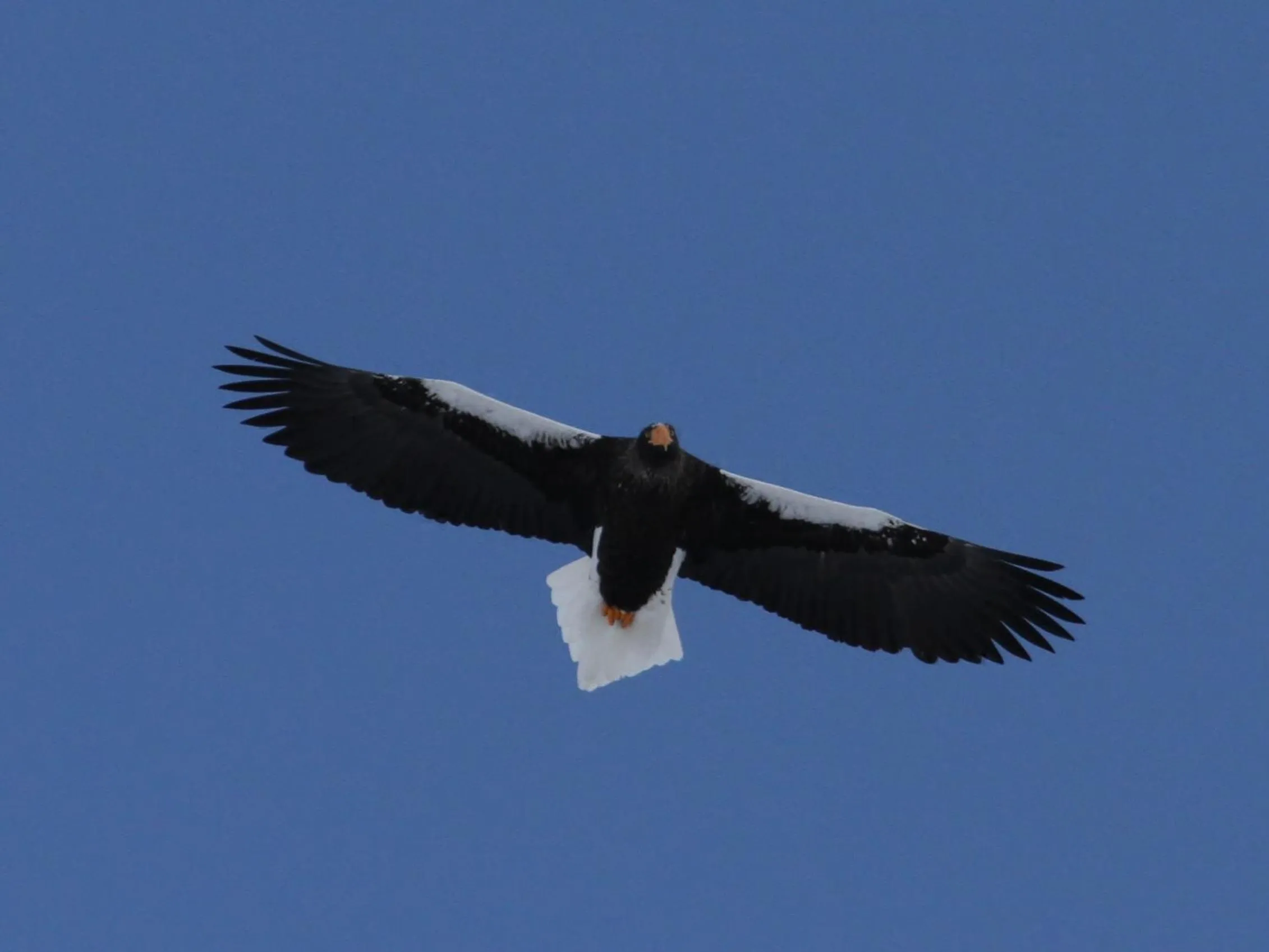 Animals in Kushiro Prince Hotel