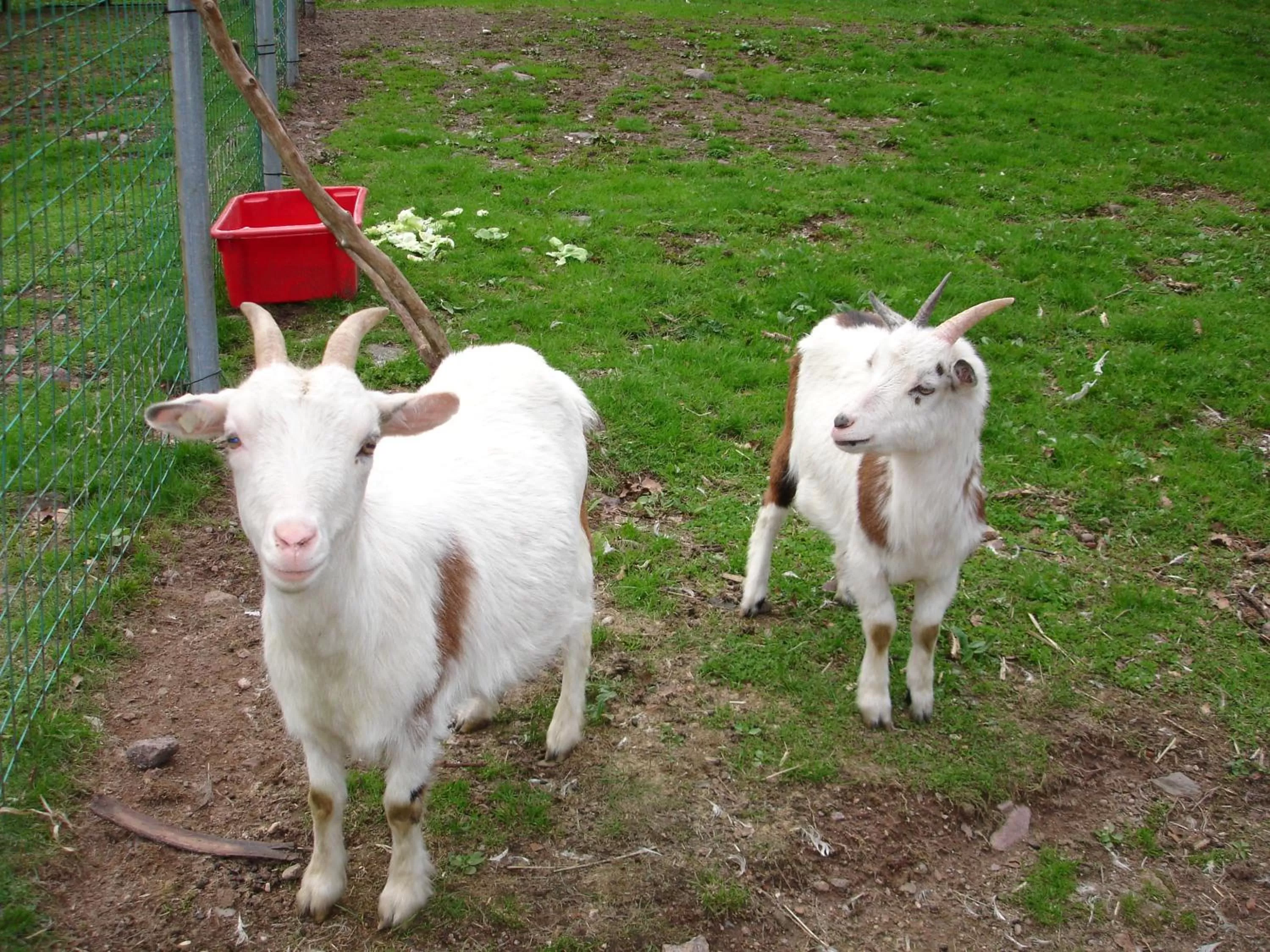 Children play ground in Hotel Waldmühle