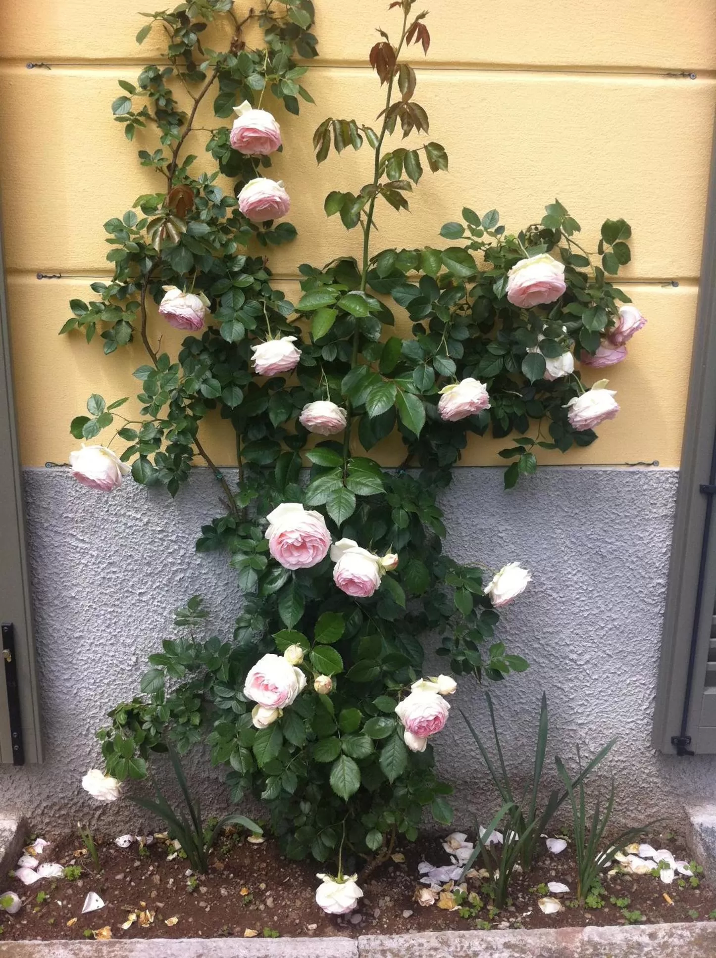 Facade/entrance in Villa Corti