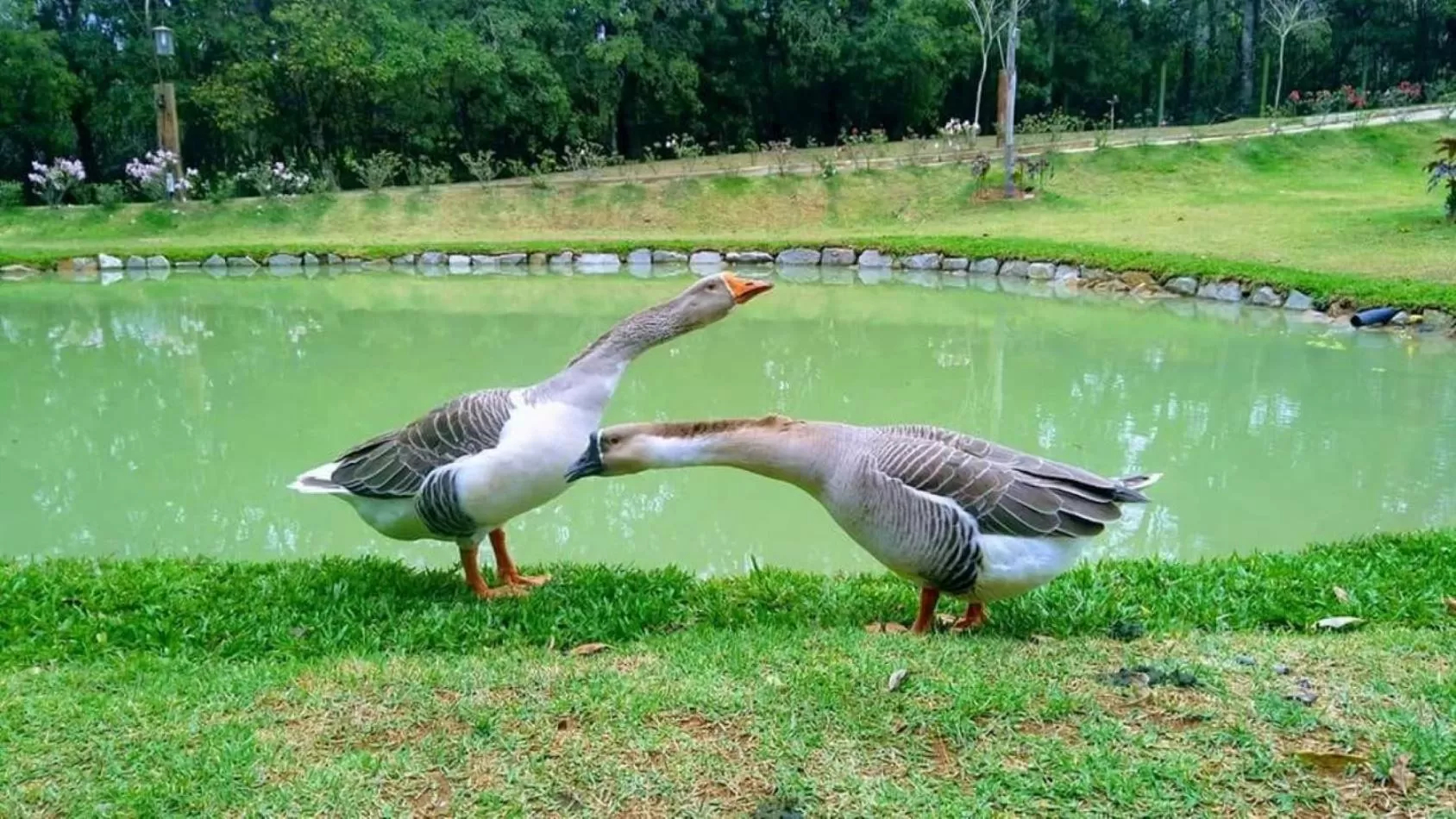 Animals in Pousada Trem Chic