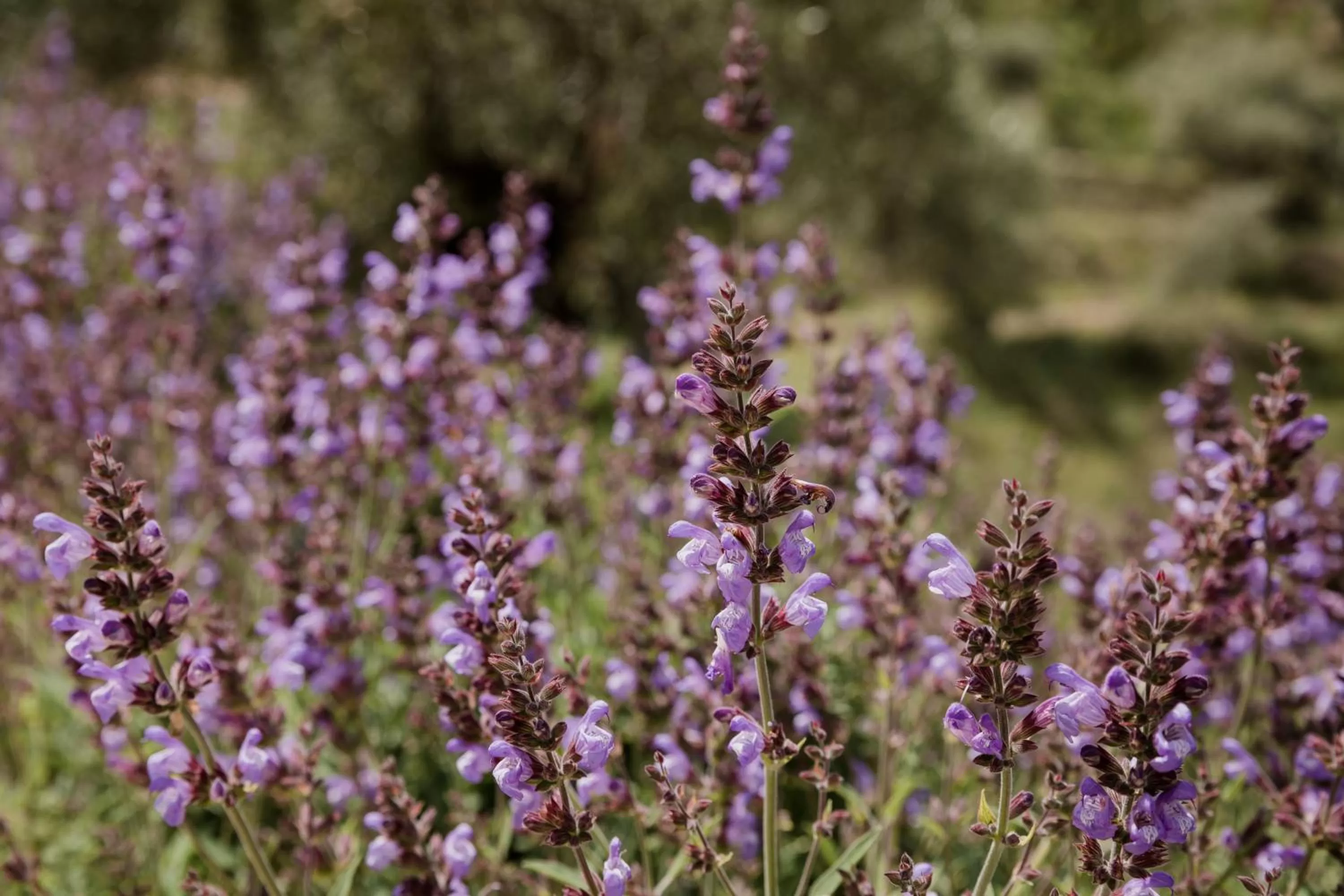Other in Eco Hotel con encanto Masía la Mota B&B