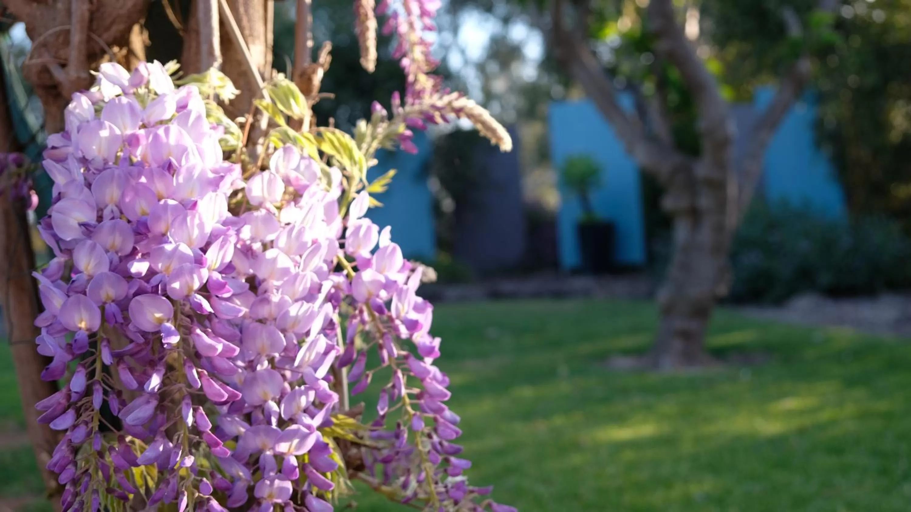 Garden in Loddon River Motel Kerang