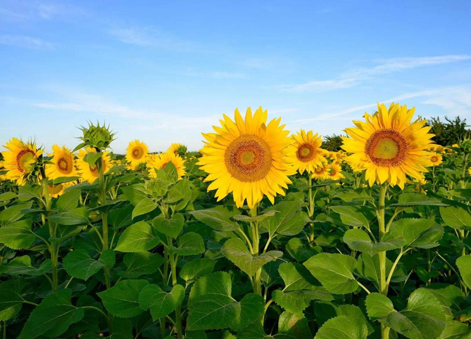 Other in ibis Avignon Centre Pont De L'Europe