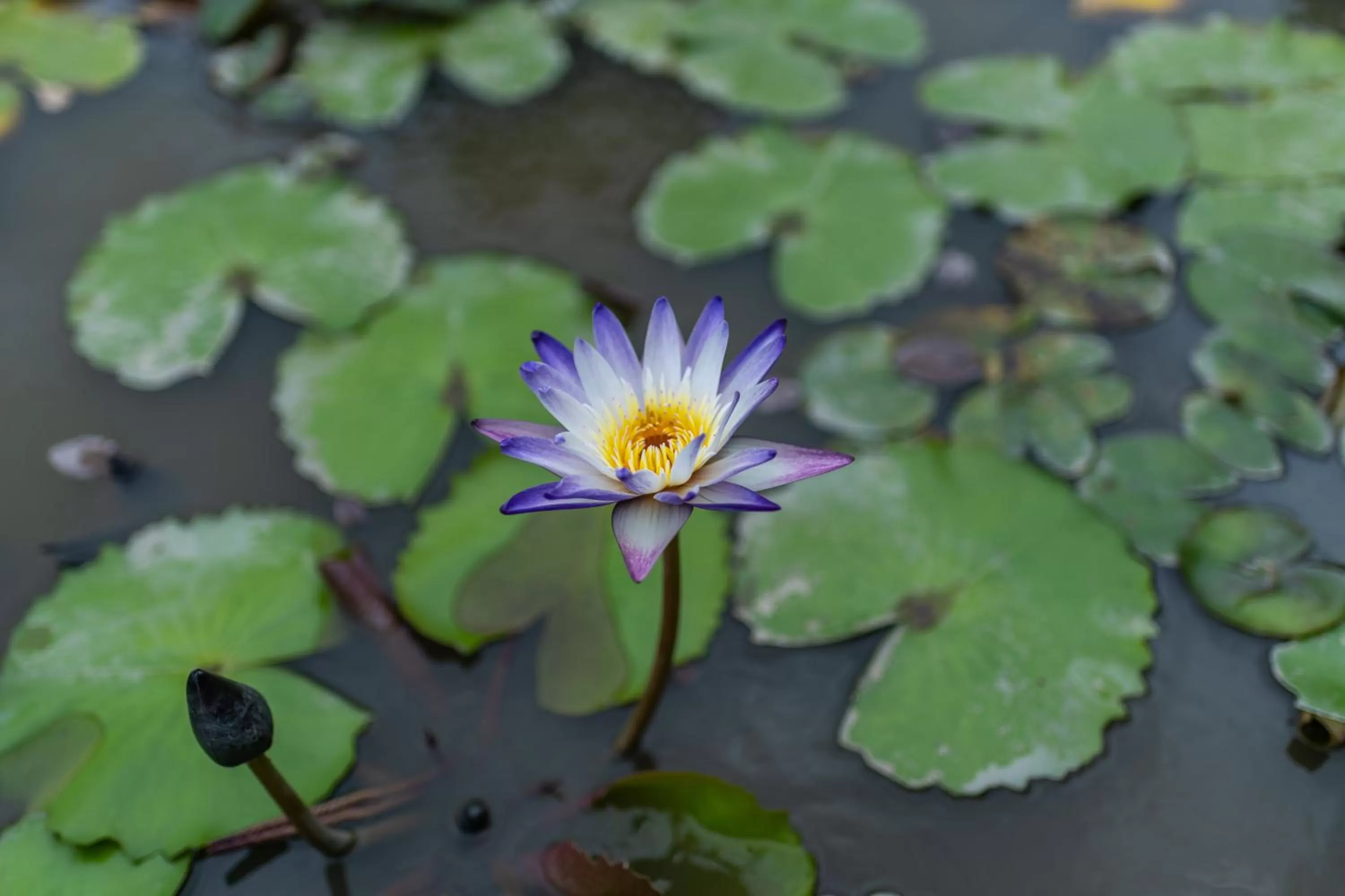 Garden view in Doi Inthanon Riverside resort