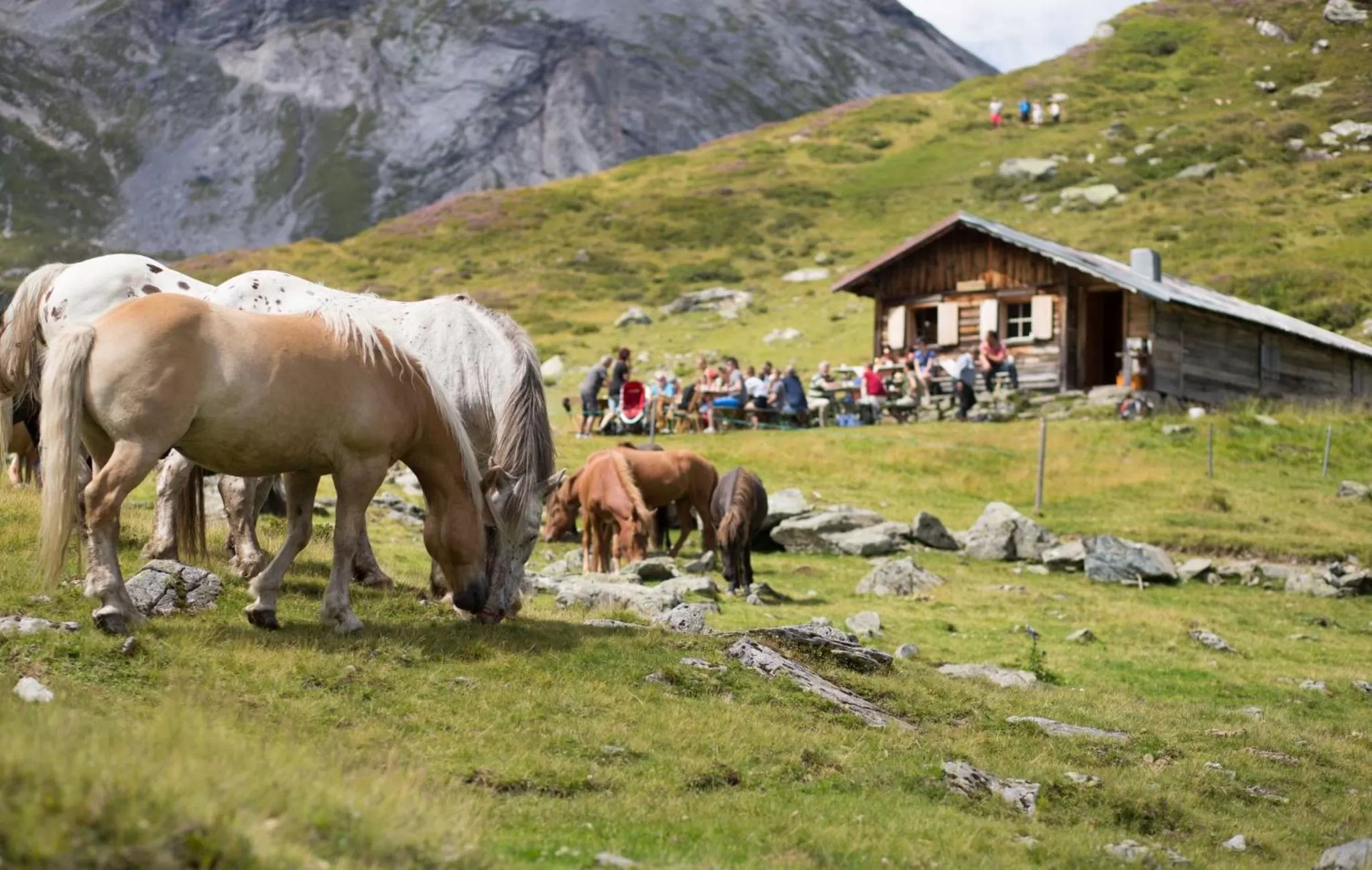 Horse-riding, Other Animals in Seiterhof