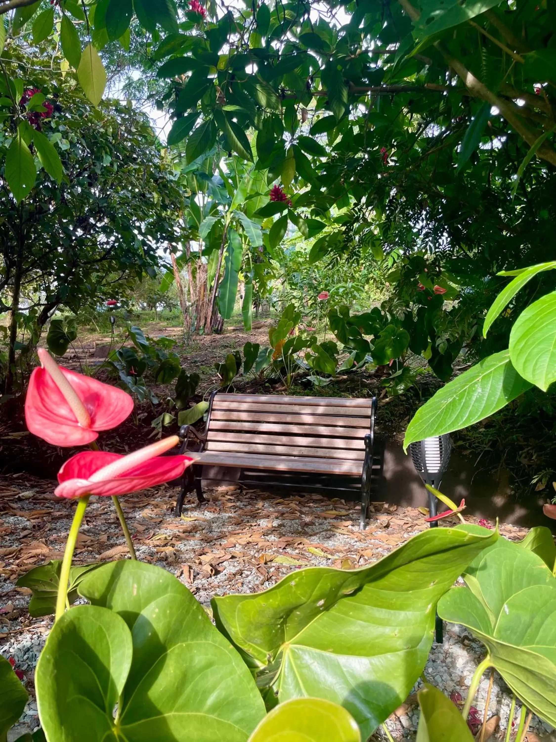 Garden view in Ecohotel Alma