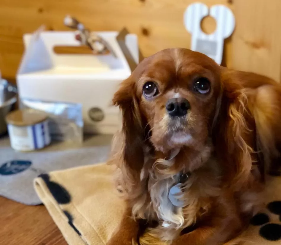 Pets in Sapia Hotel Rheinsberg