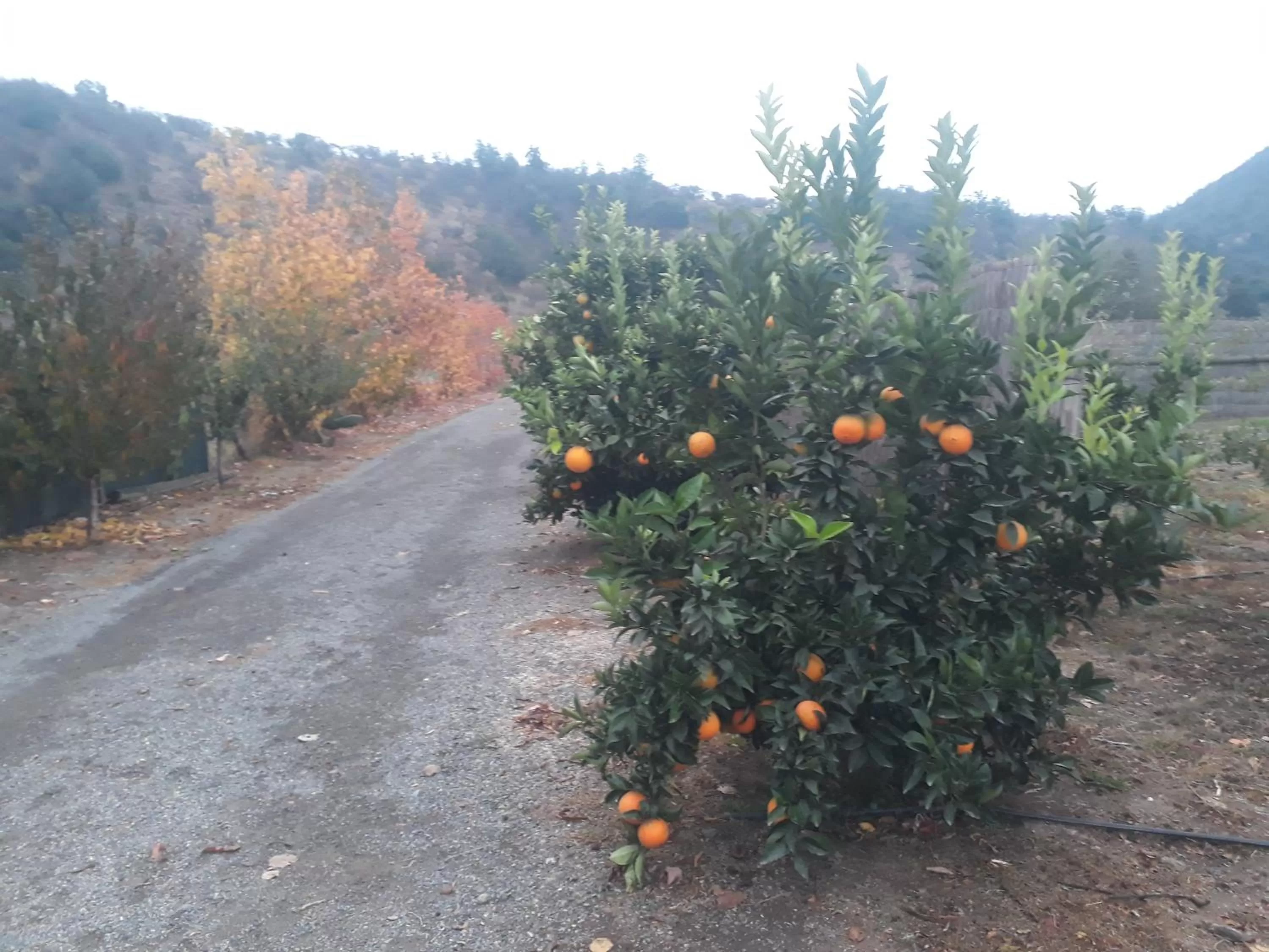 Garden in Callihue Lodge