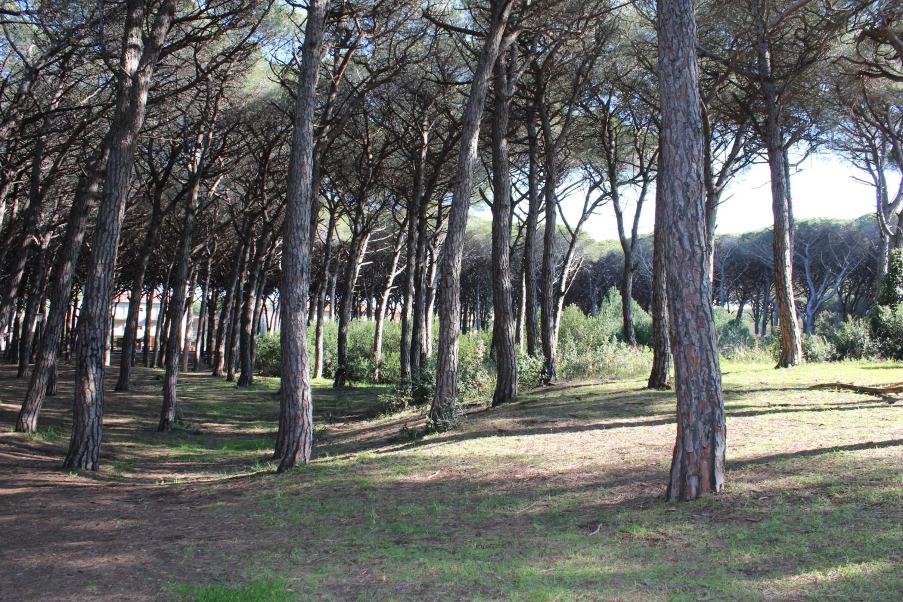 Natural landscape in Hotel Massimo