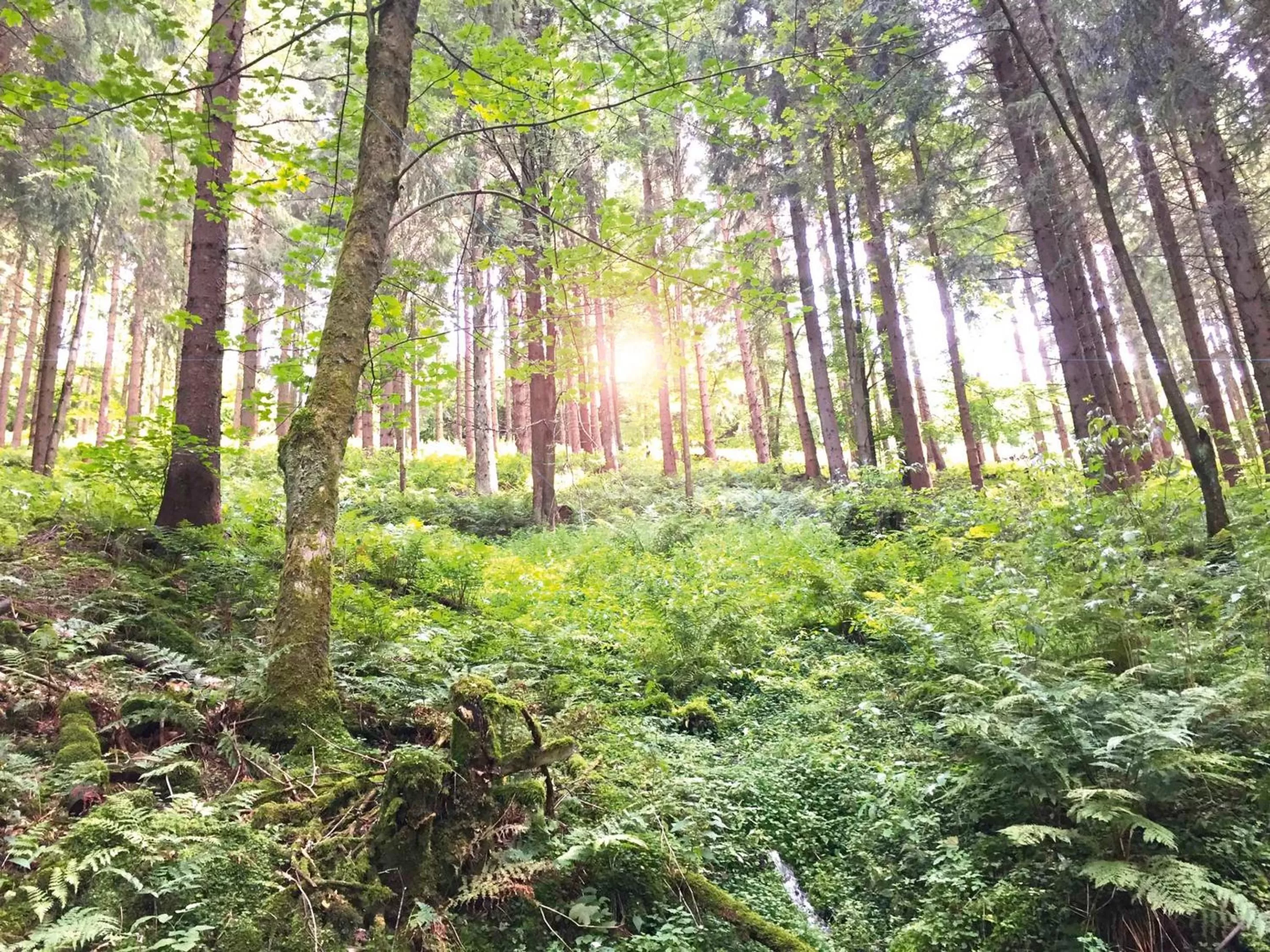 Natural landscape in Der schöne Asten - Resort Winterberg