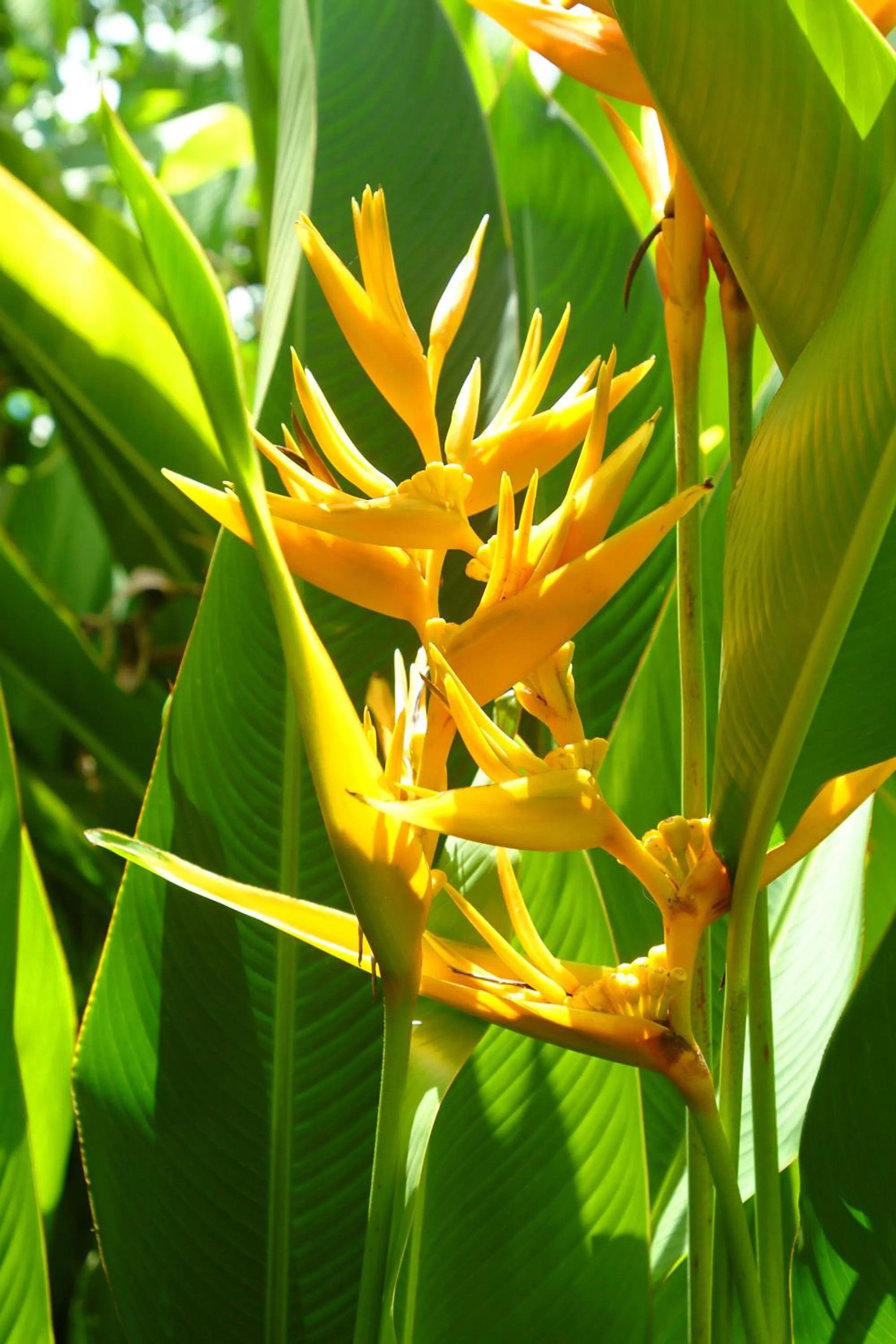 Garden in Grand West Villas