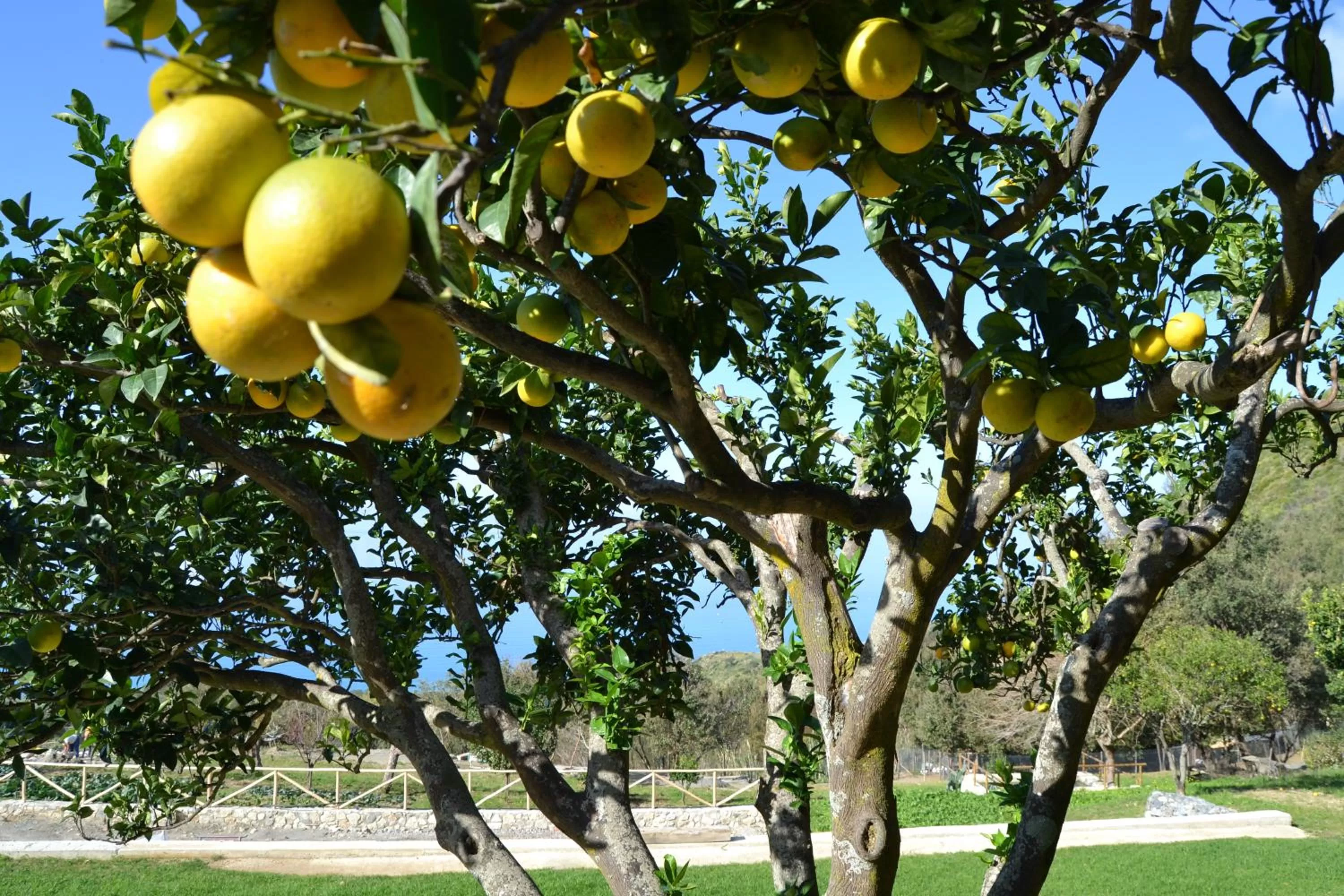 Garden in Borgo Rosso di Sera - Resort Country Chic