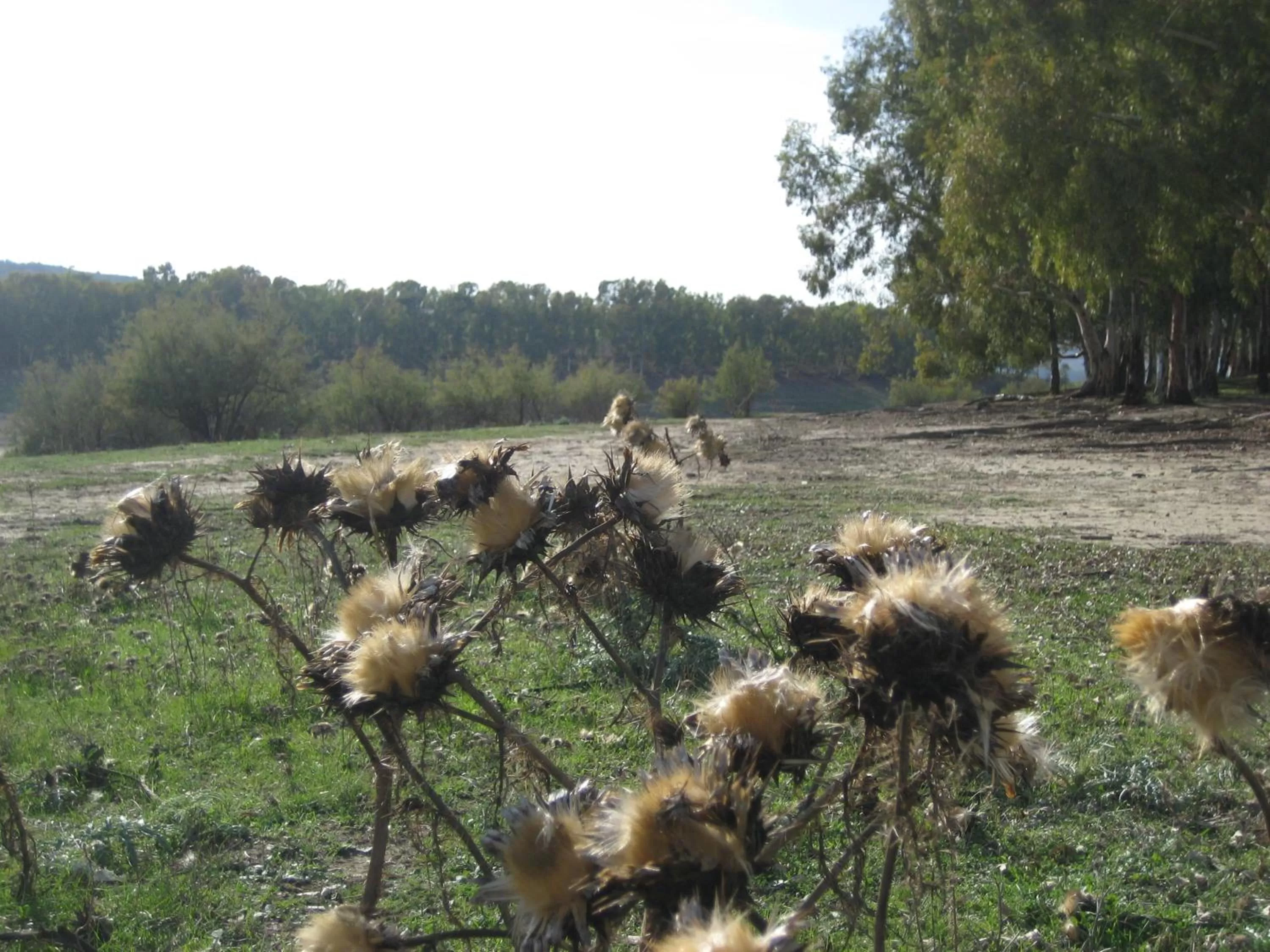 Natural landscape in Oasi del Lago