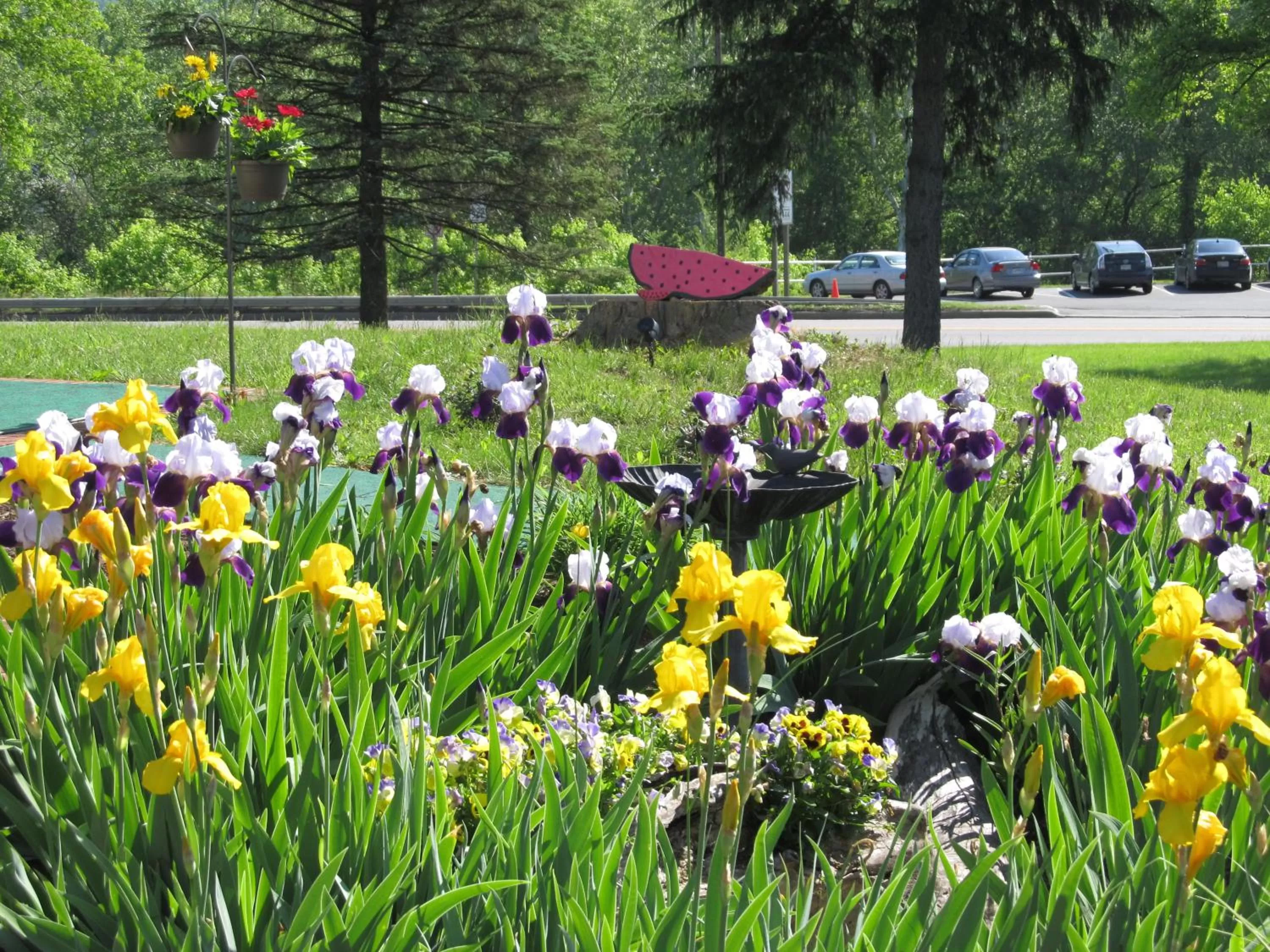 Area and facilities in Hancock Motel